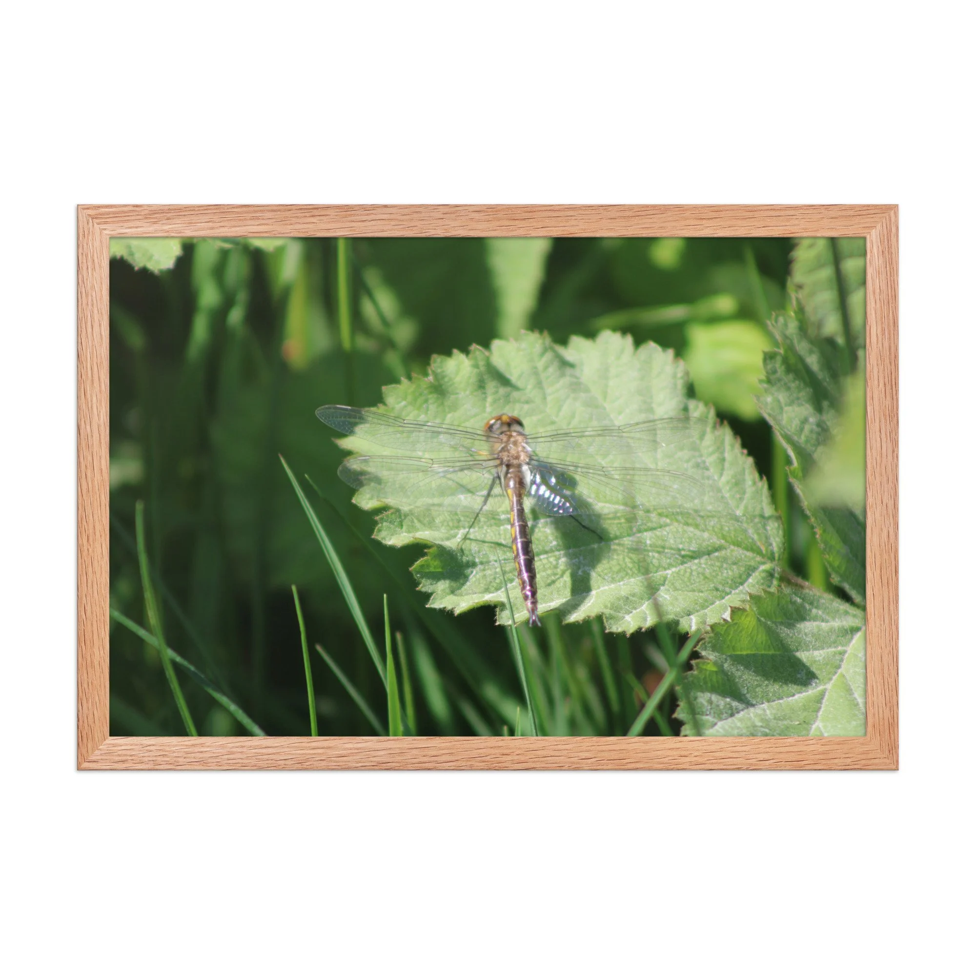 premium-luster-photo-paper-framed-poster-(in)-red-oak-12x18-front-69fa761f53685.jpg