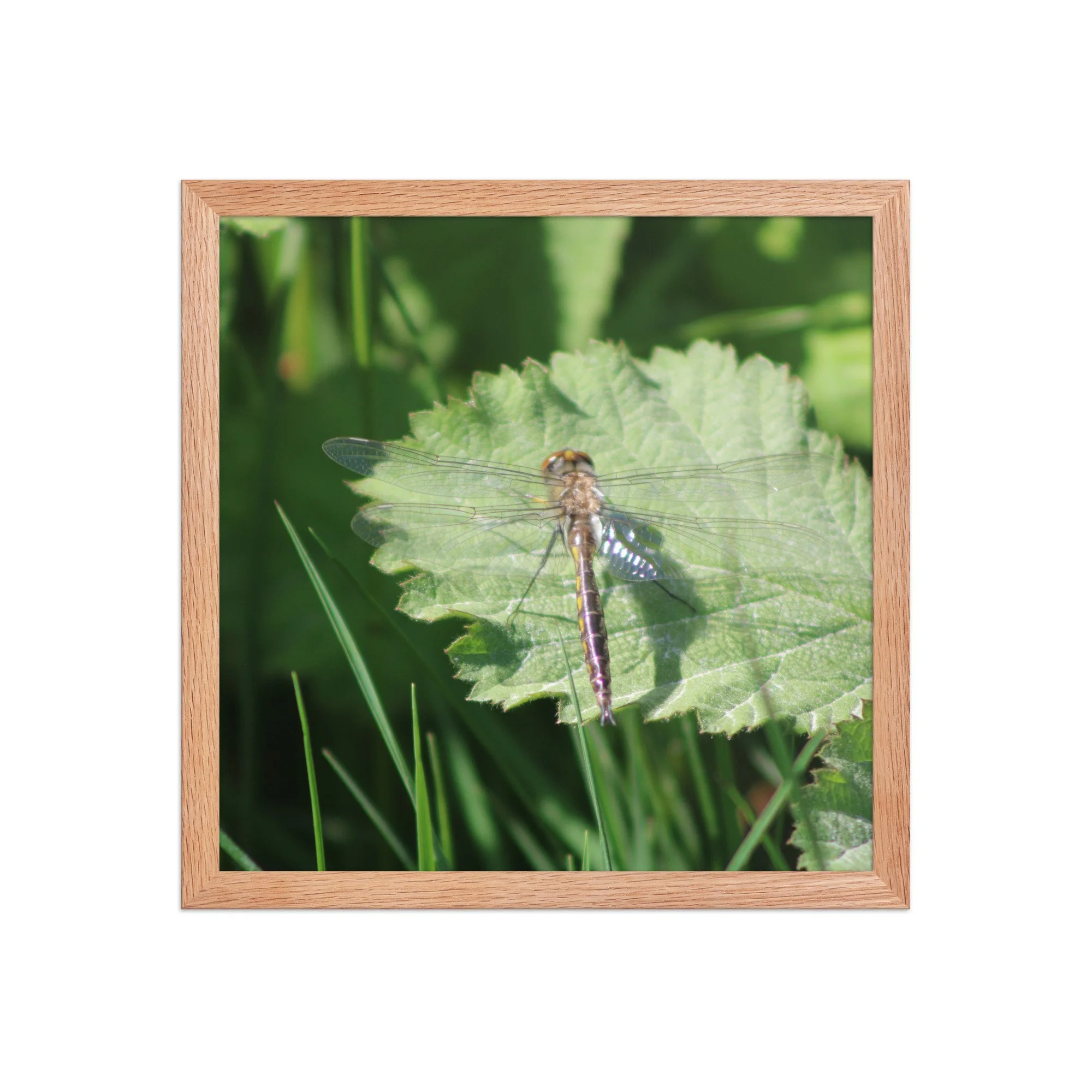 premium-luster-photo-paper-framed-poster-(in)-red-oak-14x14-front-69fa761f51ca0.jpg