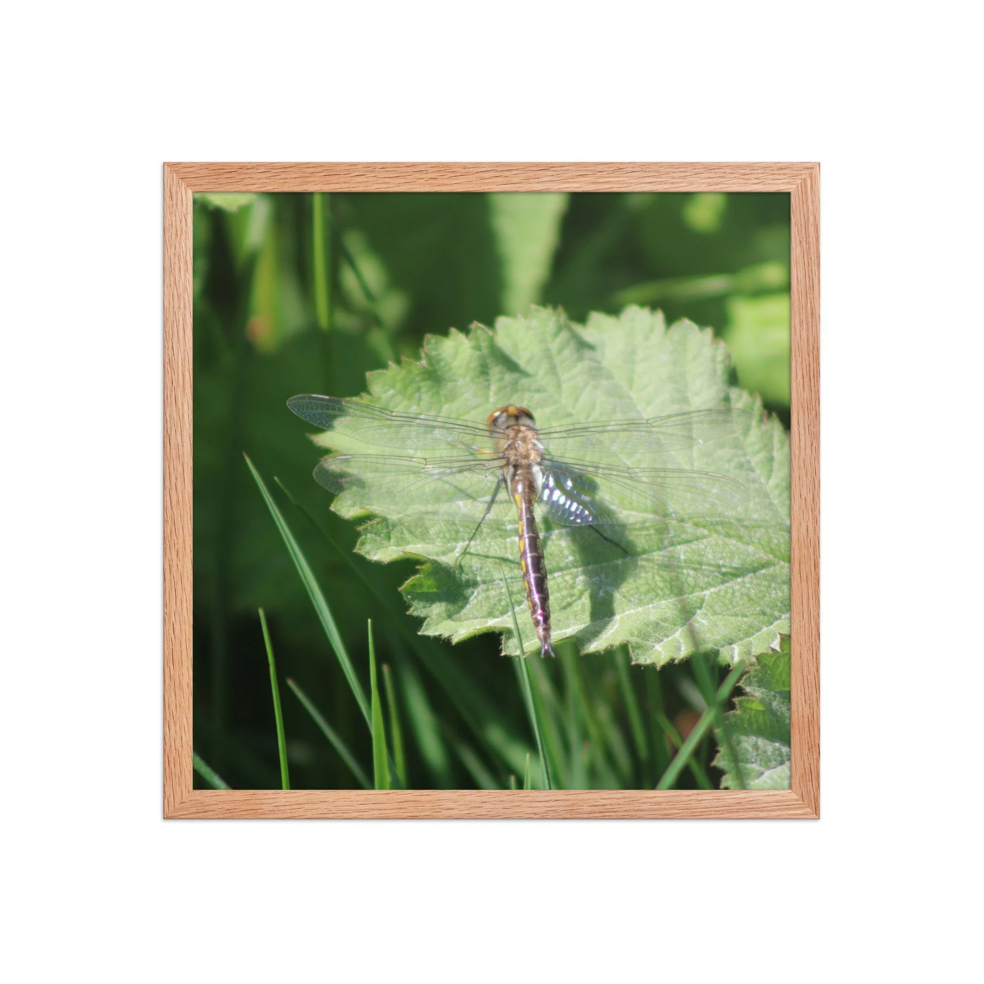 premium-luster-photo-paper-framed-poster-(in)-red-oak-16x16-front-69fa761f52260.jpg