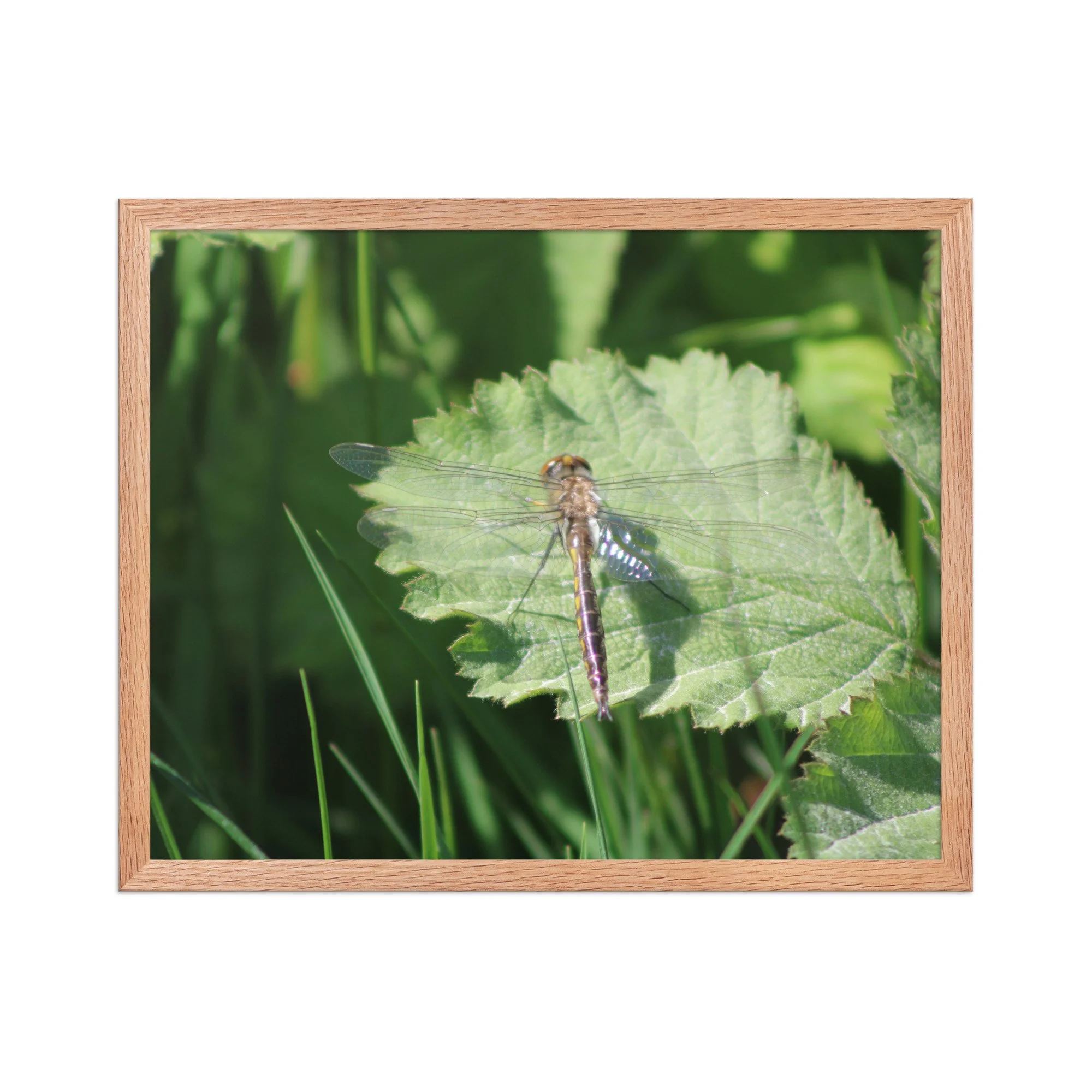 premium-luster-photo-paper-framed-poster-(in)-red-oak-16x20-front-69fa761f53bd2.jpg