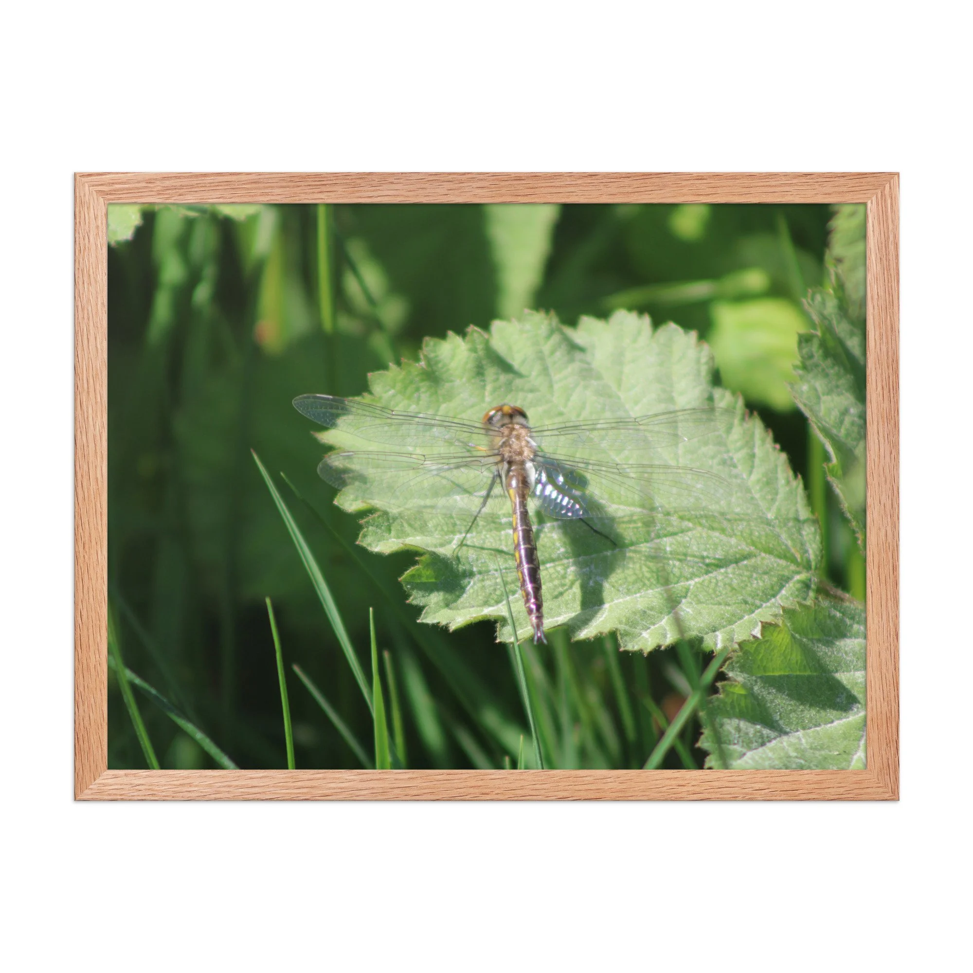 premium-luster-photo-paper-framed-poster-(in)-red-oak-18x24-front-69fa761f542a8.jpg