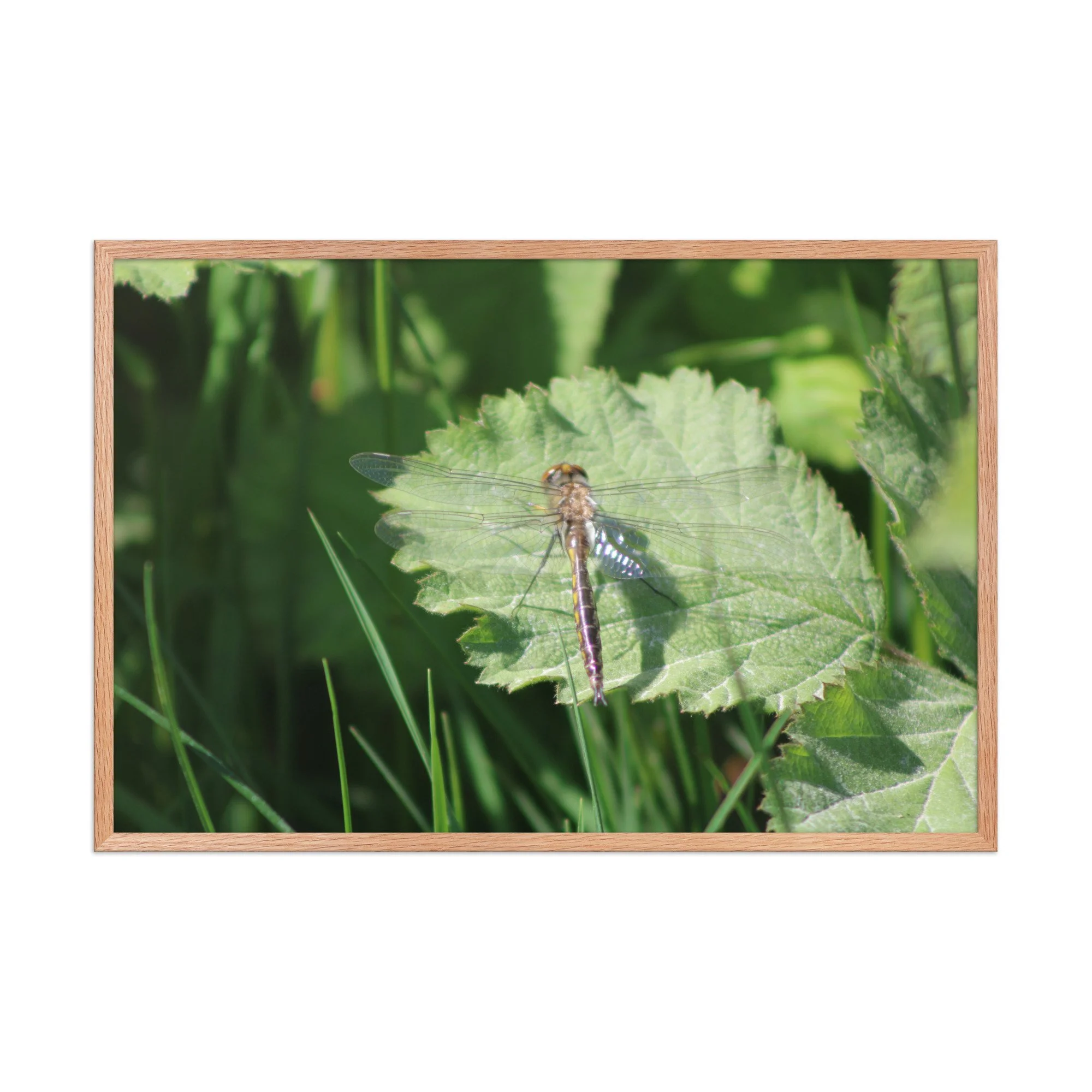 premium-luster-photo-paper-framed-poster-(in)-red-oak-24x36-front-69fa761f5496b.jpg