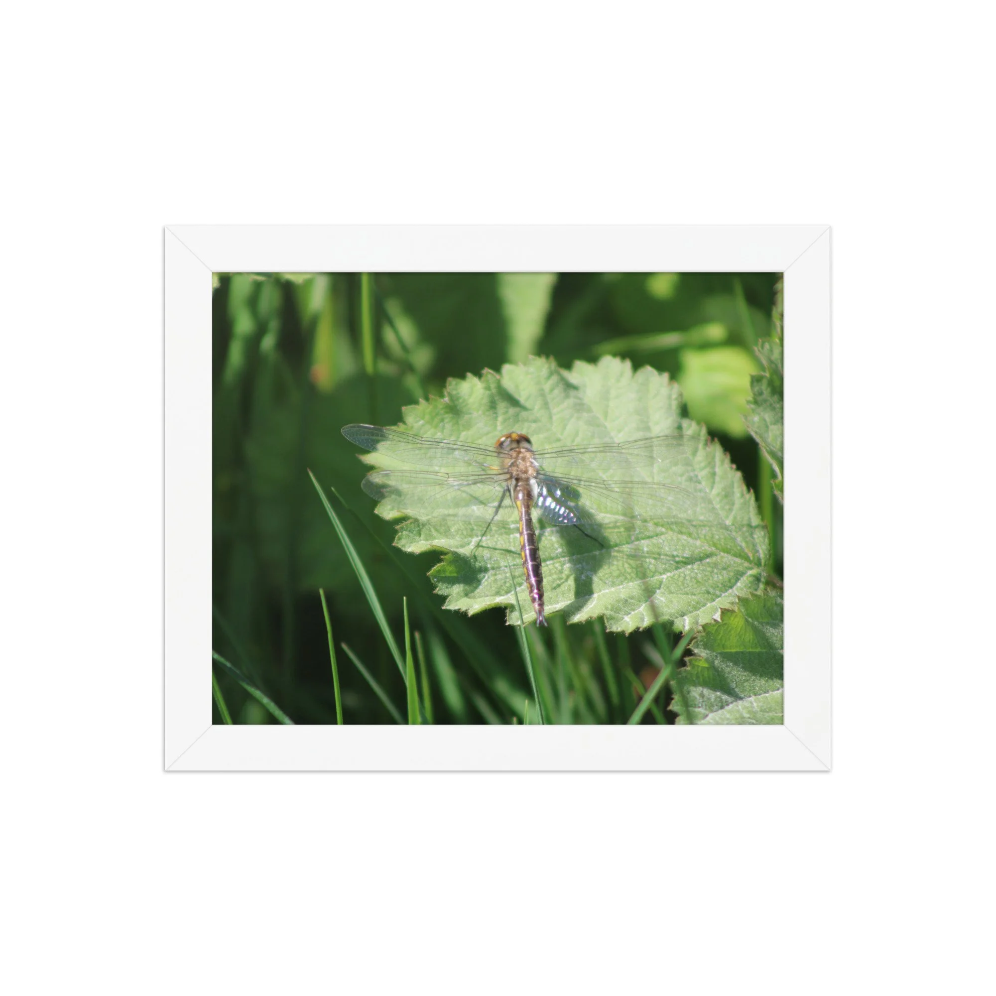 premium-luster-photo-paper-framed-poster-(in)-white-8x10-front-69fa761f52ccf.jpg