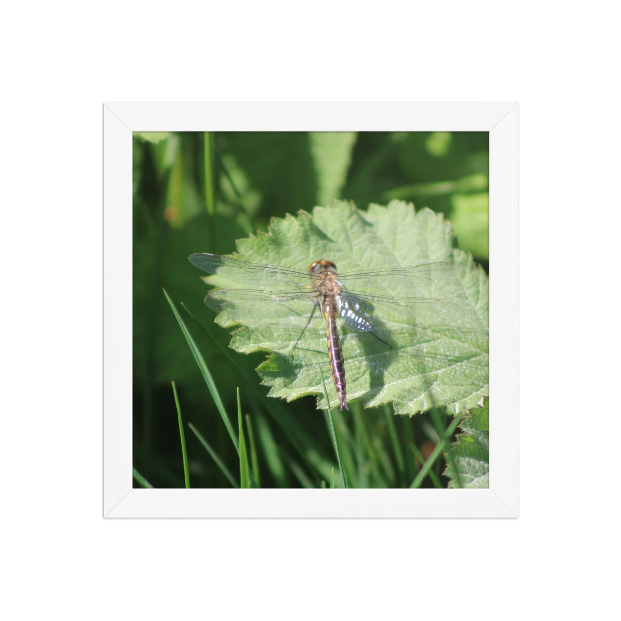 premium-luster-photo-paper-framed-poster-(in)-white-10x10-front-69fa761f51240.jpg