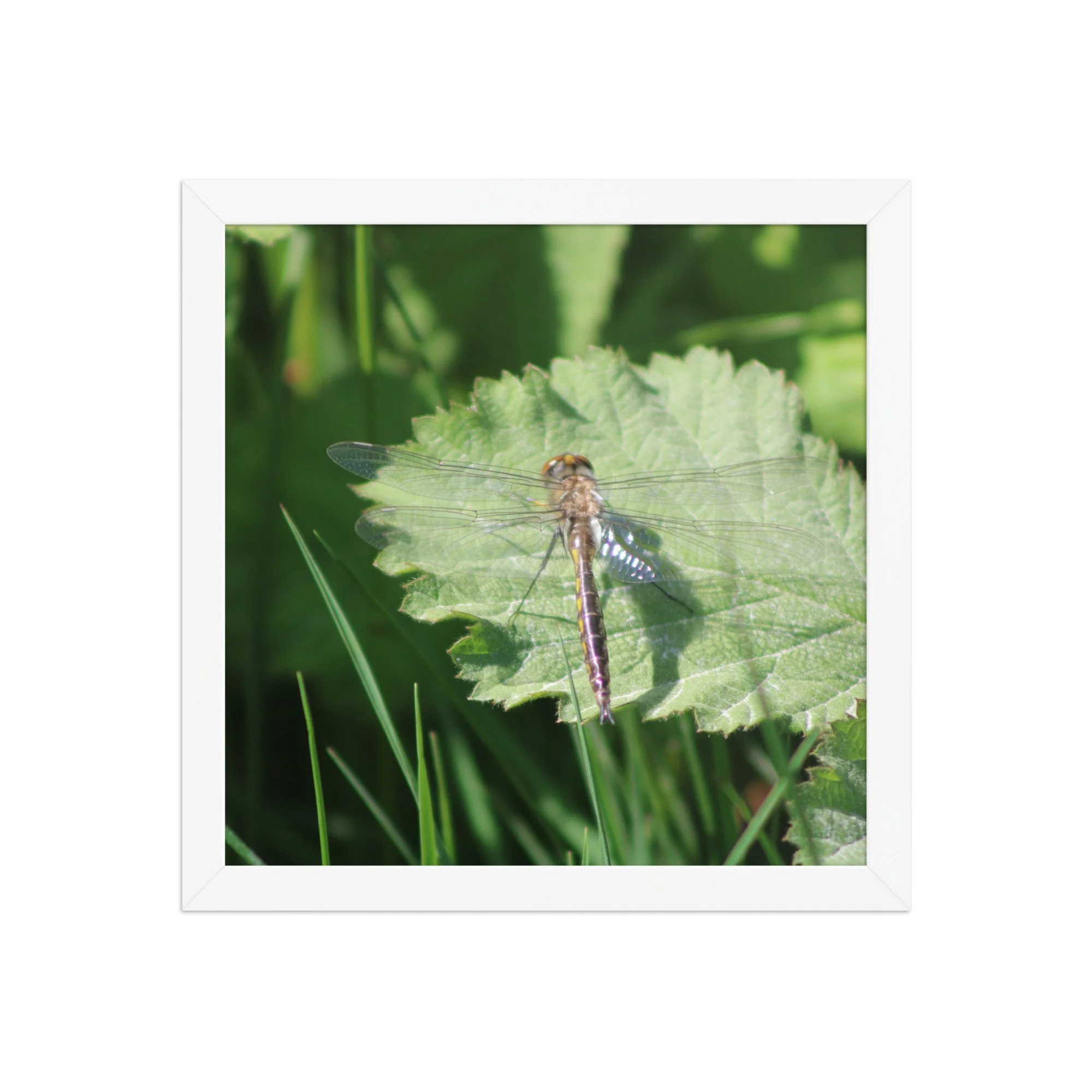 premium-luster-photo-paper-framed-poster-(in)-white-12x12-front-69fa761f517f3.jpg