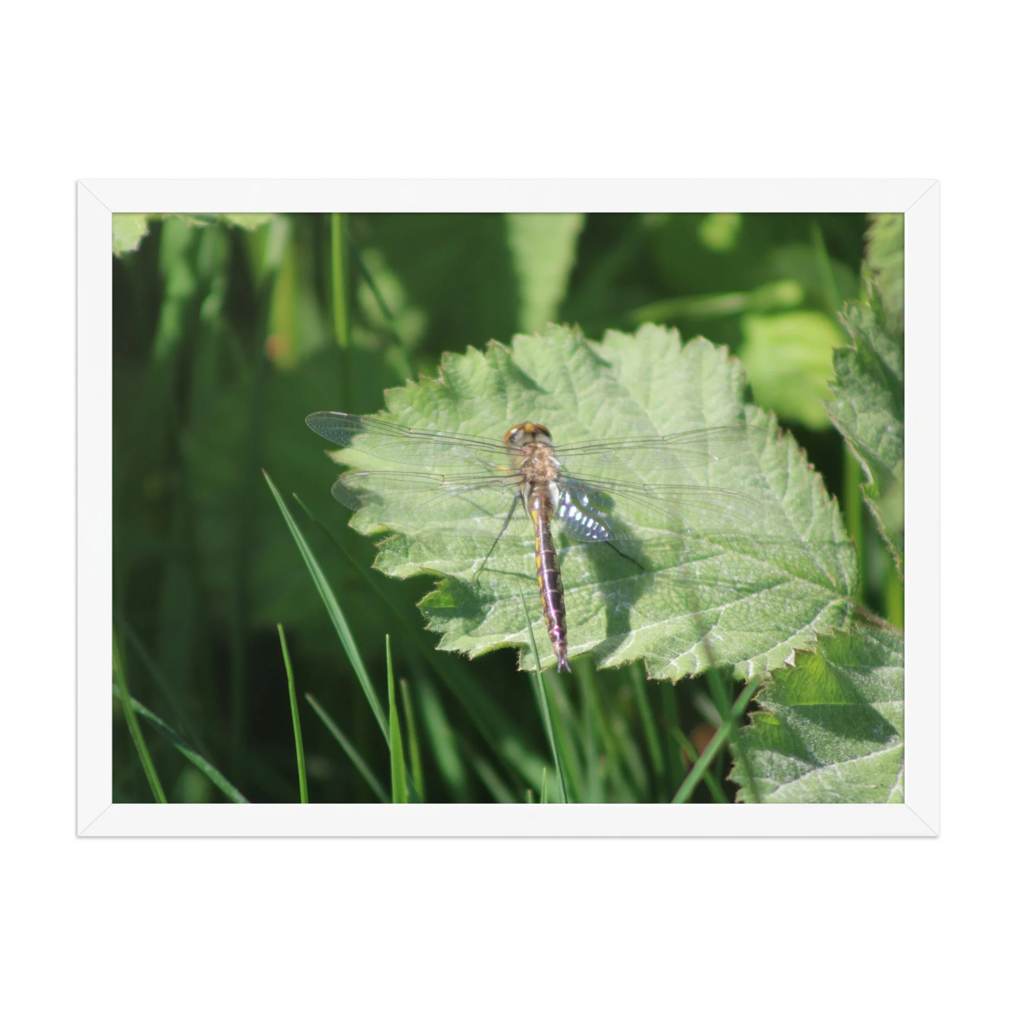 premium-luster-photo-paper-framed-poster-(in)-white-18x24-front-69fa761f54315.jpg