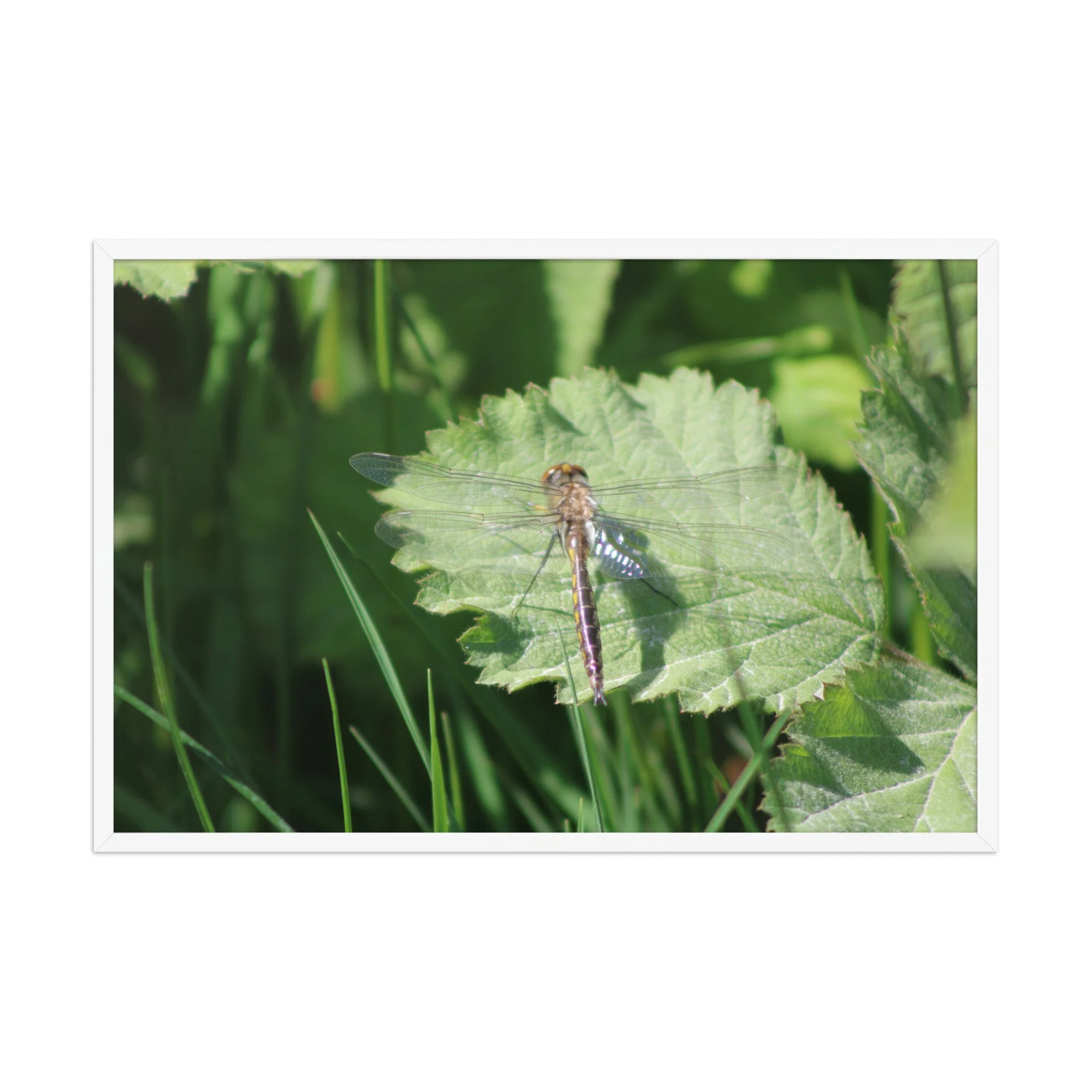 premium-luster-photo-paper-framed-poster-(in)-white-24x36-front-69fa761f549ea.jpg
