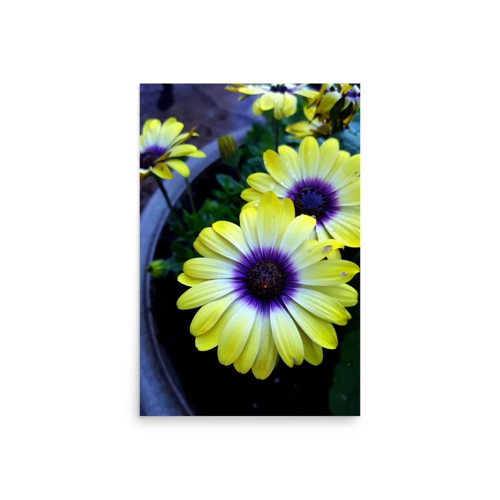premium-luster-photo-paper-poster-(in)-20x30-front-6a0233fca722c.jpg