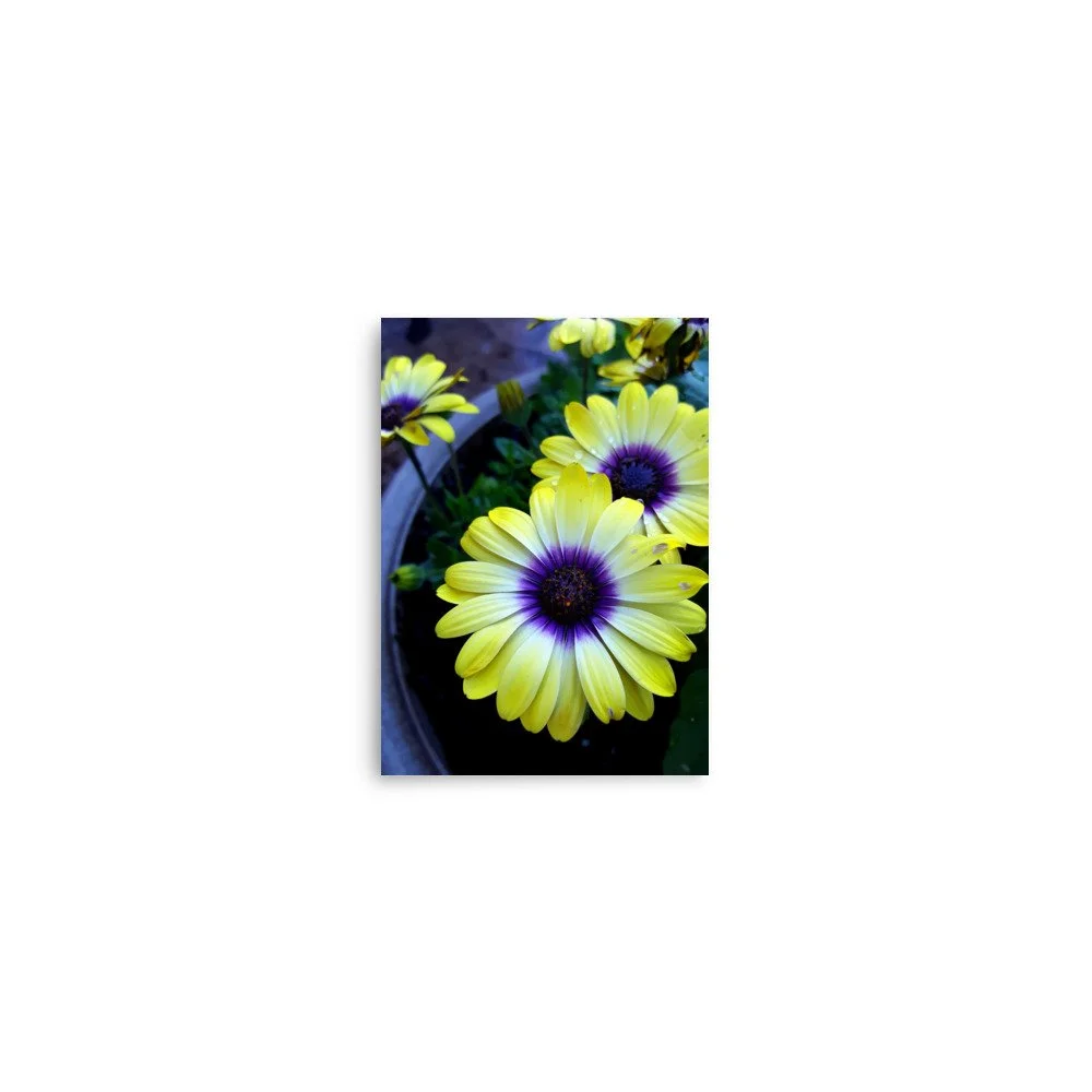 premium-luster-photo-paper-poster-(in)-5x7-front-6a0233fca69cf.jpg