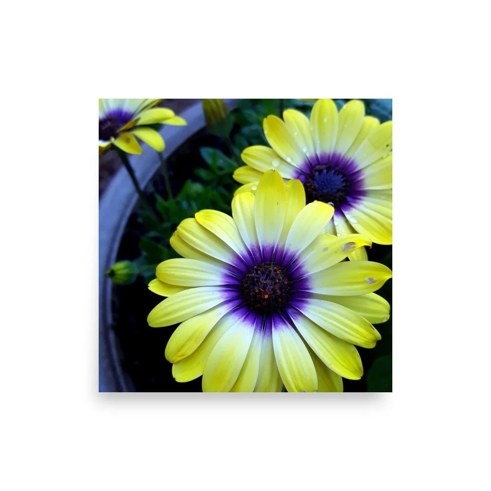 premium-luster-photo-paper-poster-(in)-10x10-front-6a0233fca140b.jpg