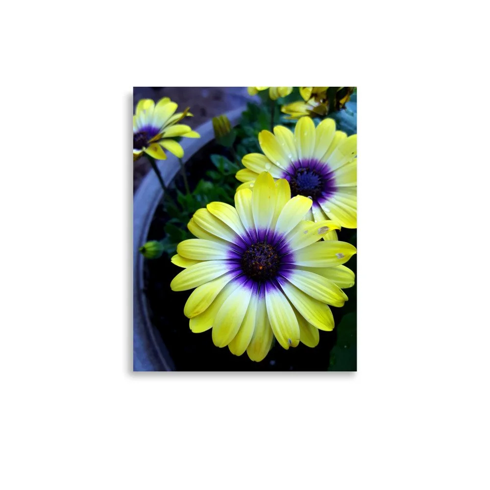 premium-luster-photo-paper-poster-(in)-11x14-front-6a0233fca5a82.jpg