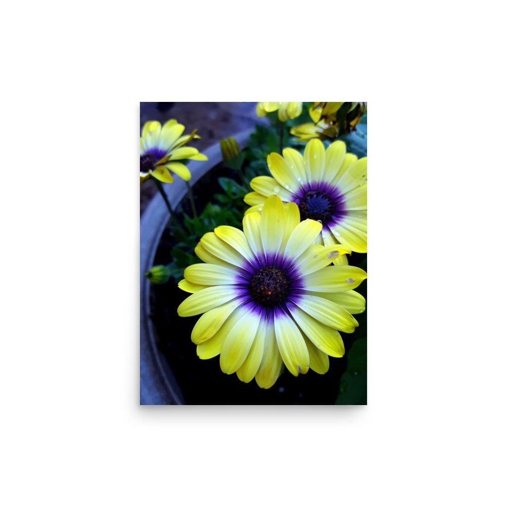 premium-luster-photo-paper-poster-(in)-12x16-front-6a0233fca2111.jpg