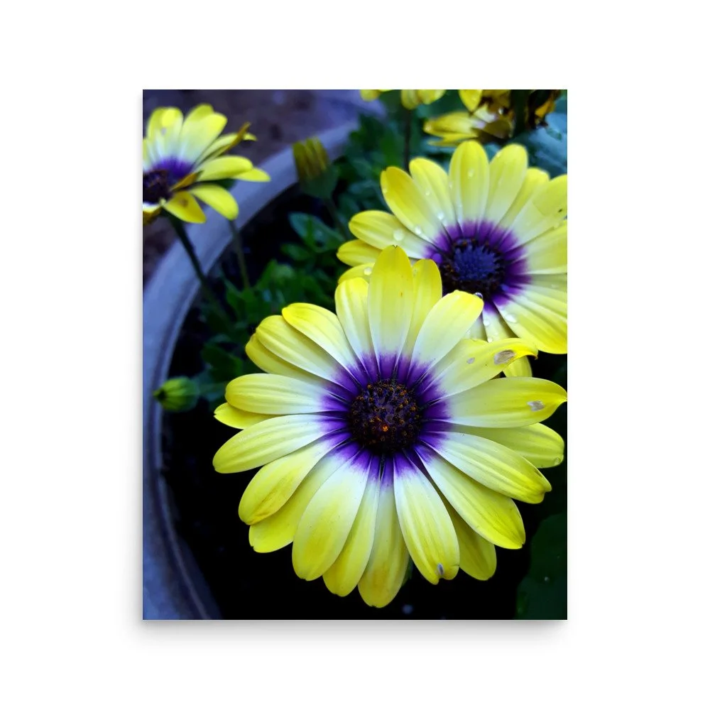 premium-luster-photo-paper-poster-(in)-16x20-front-6a0233fca3f8b.jpg