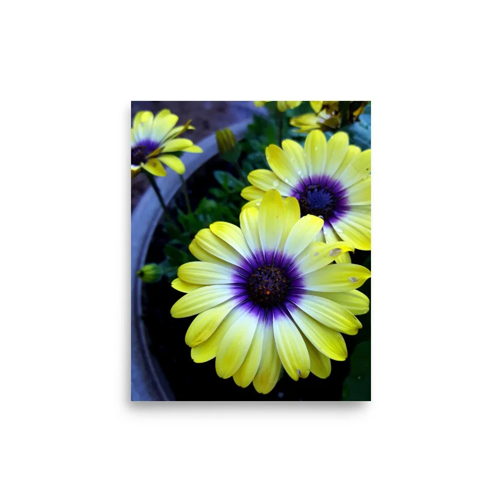 premium-luster-photo-paper-poster-(in)-8x10-front-6a0233fca027e.jpg