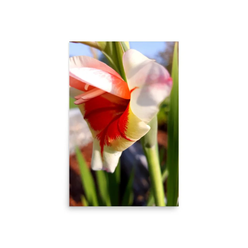 premium-luster-photo-paper-poster-(in)-20x30-front-6a02376d6e9ca.jpg