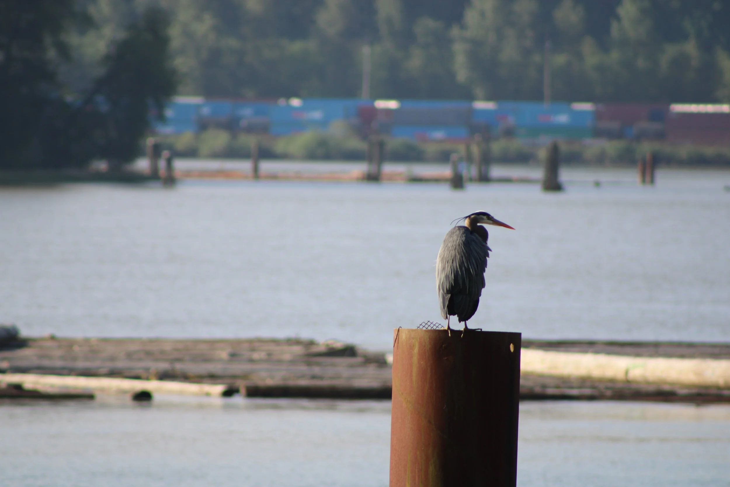 Great blue heron sitting on a piling