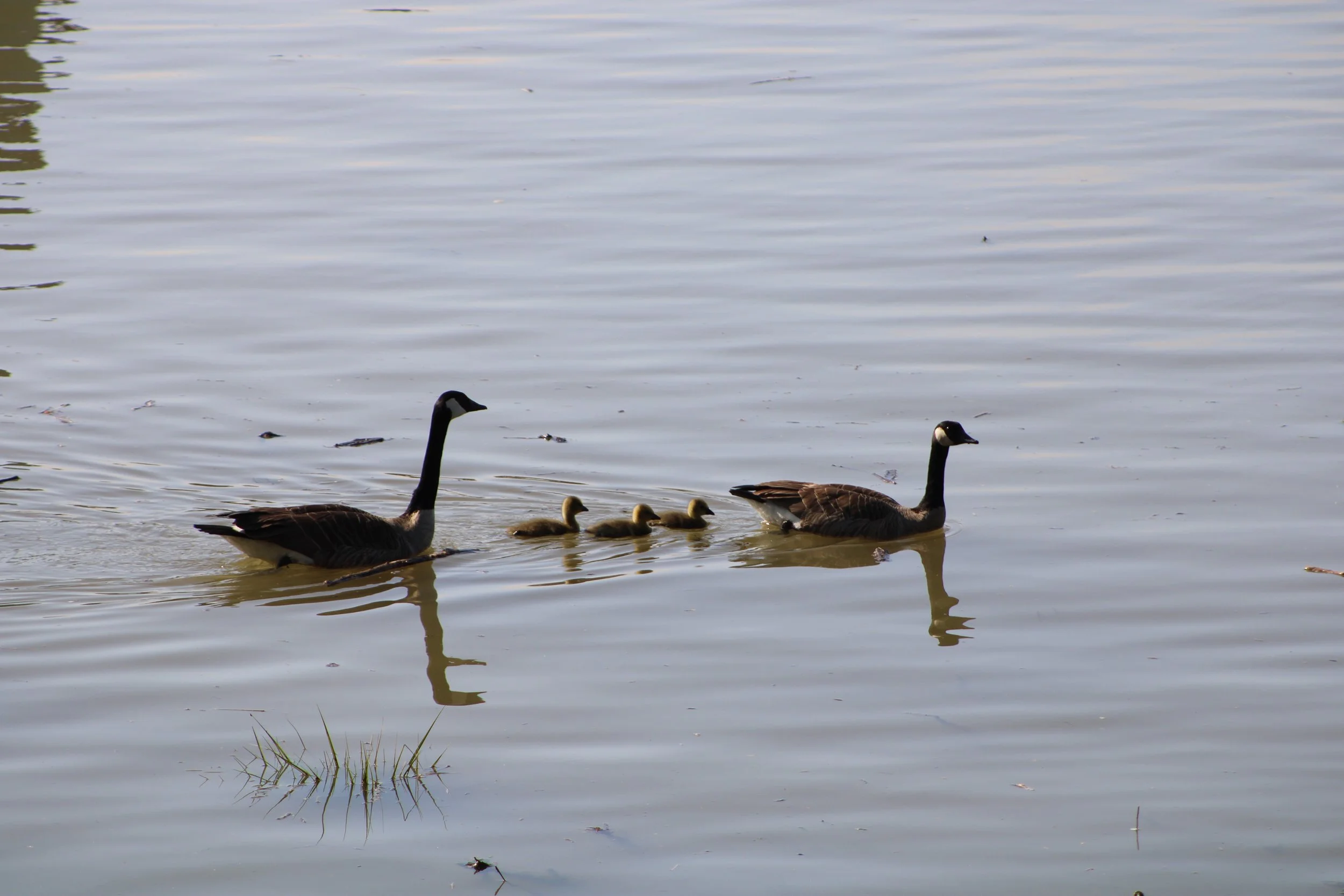 Family of Canada Geese