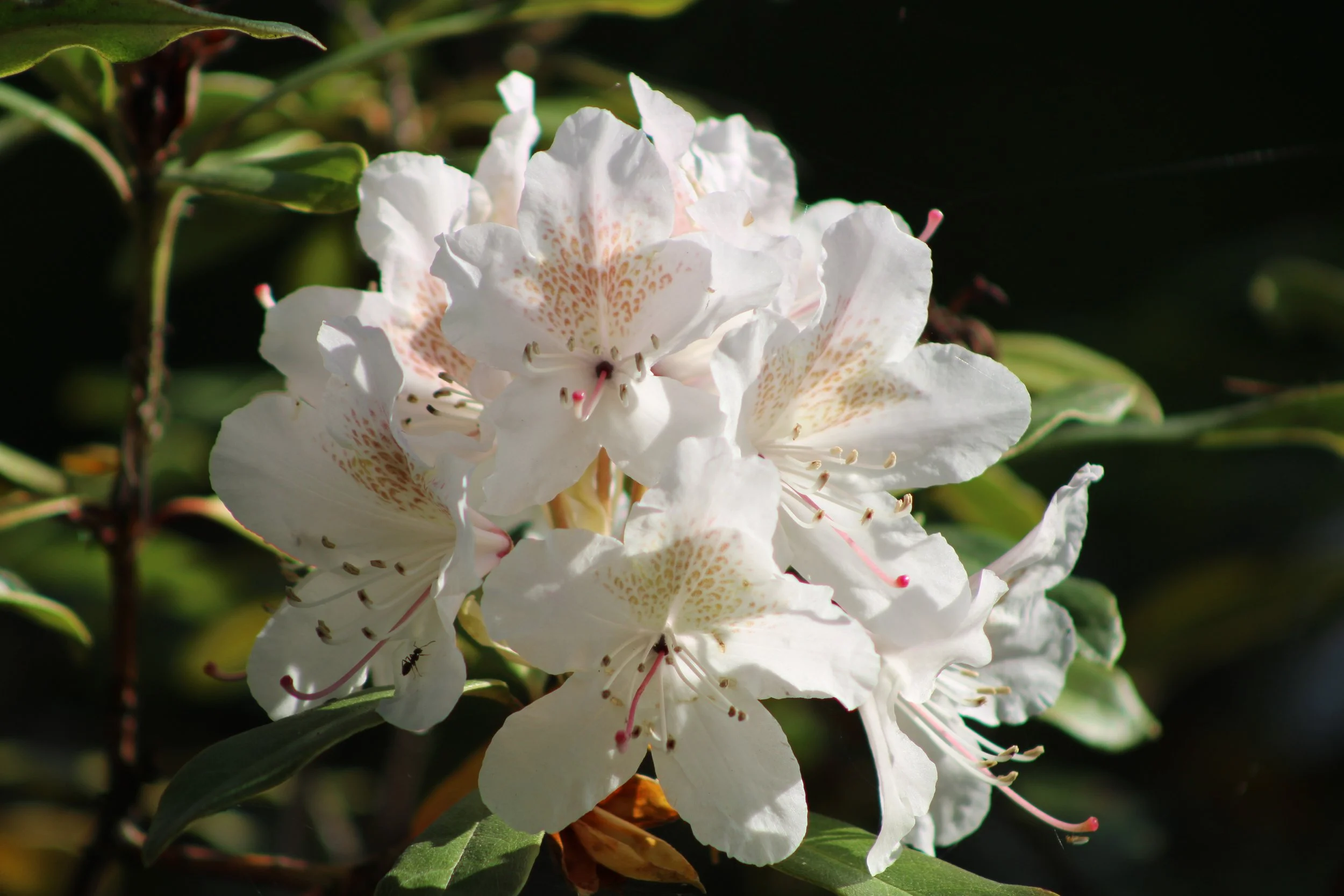 White rhododendron flowers
