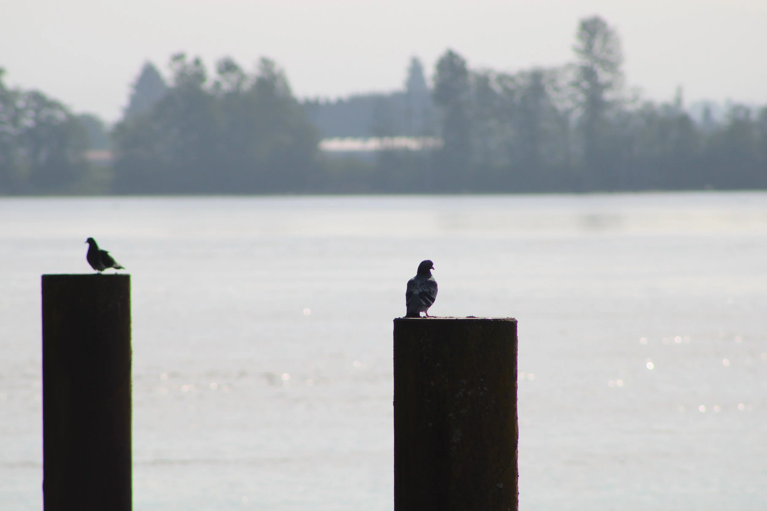 Pidgeons sitting on posts