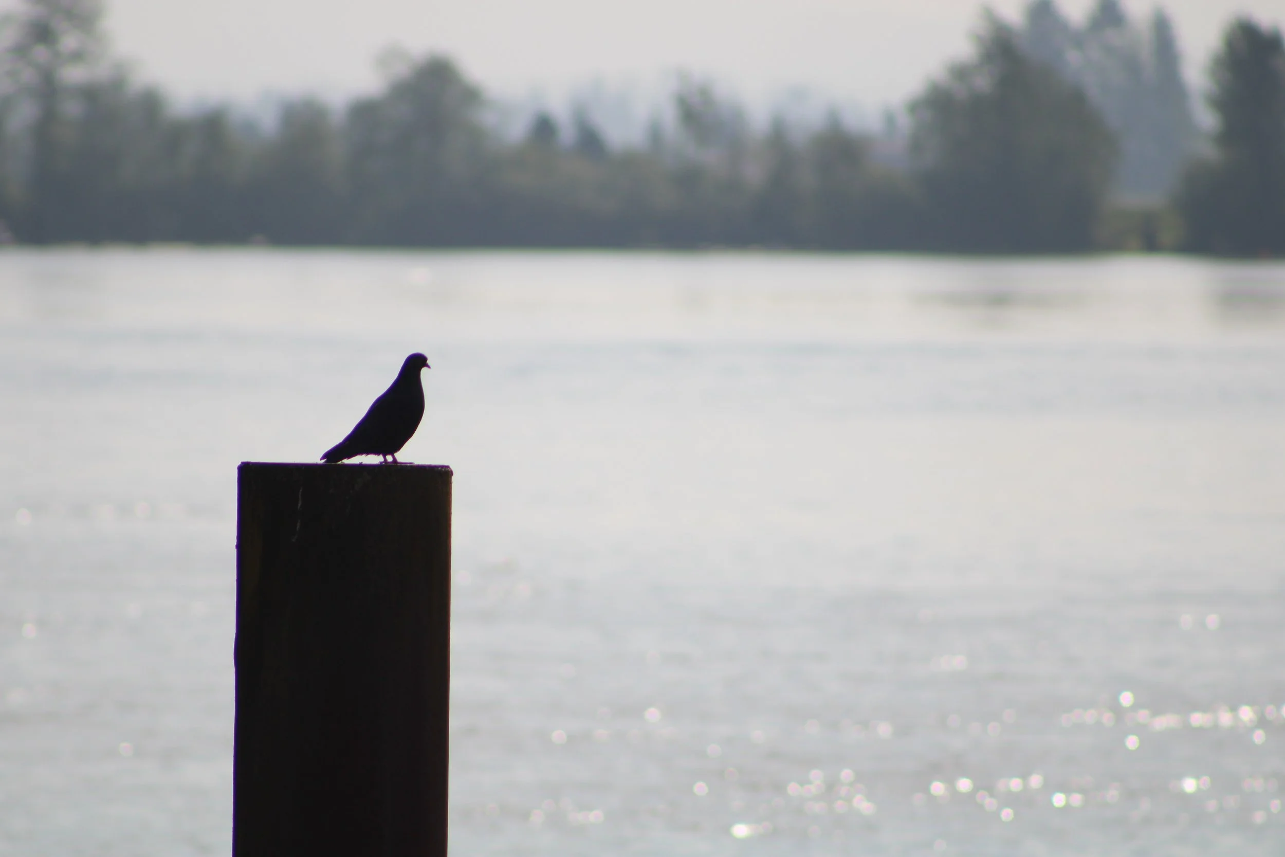 Pigeon sitting on a piling