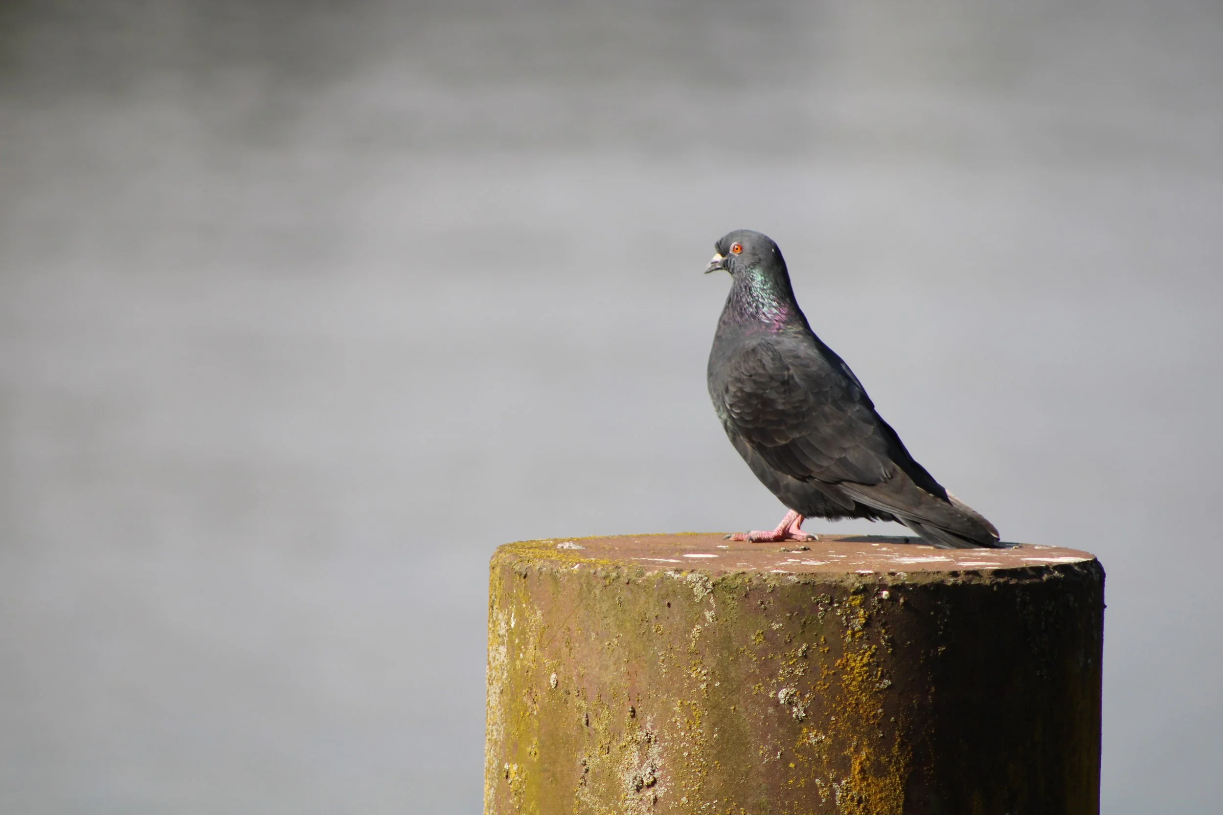 Pigeon sitting on a post