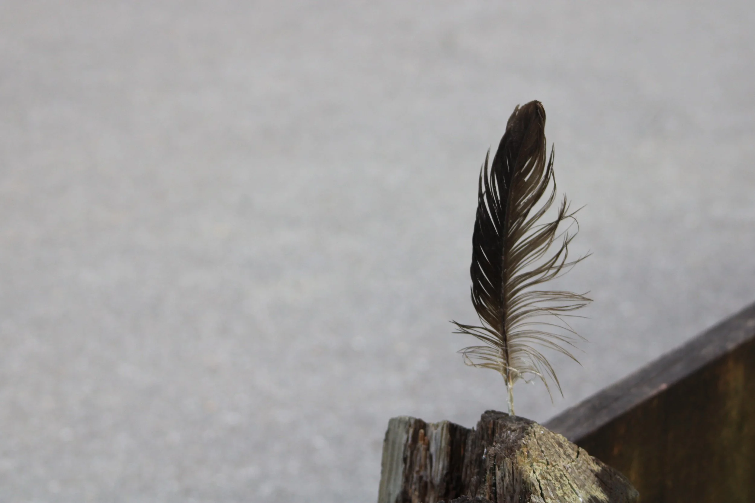 Feather on a post