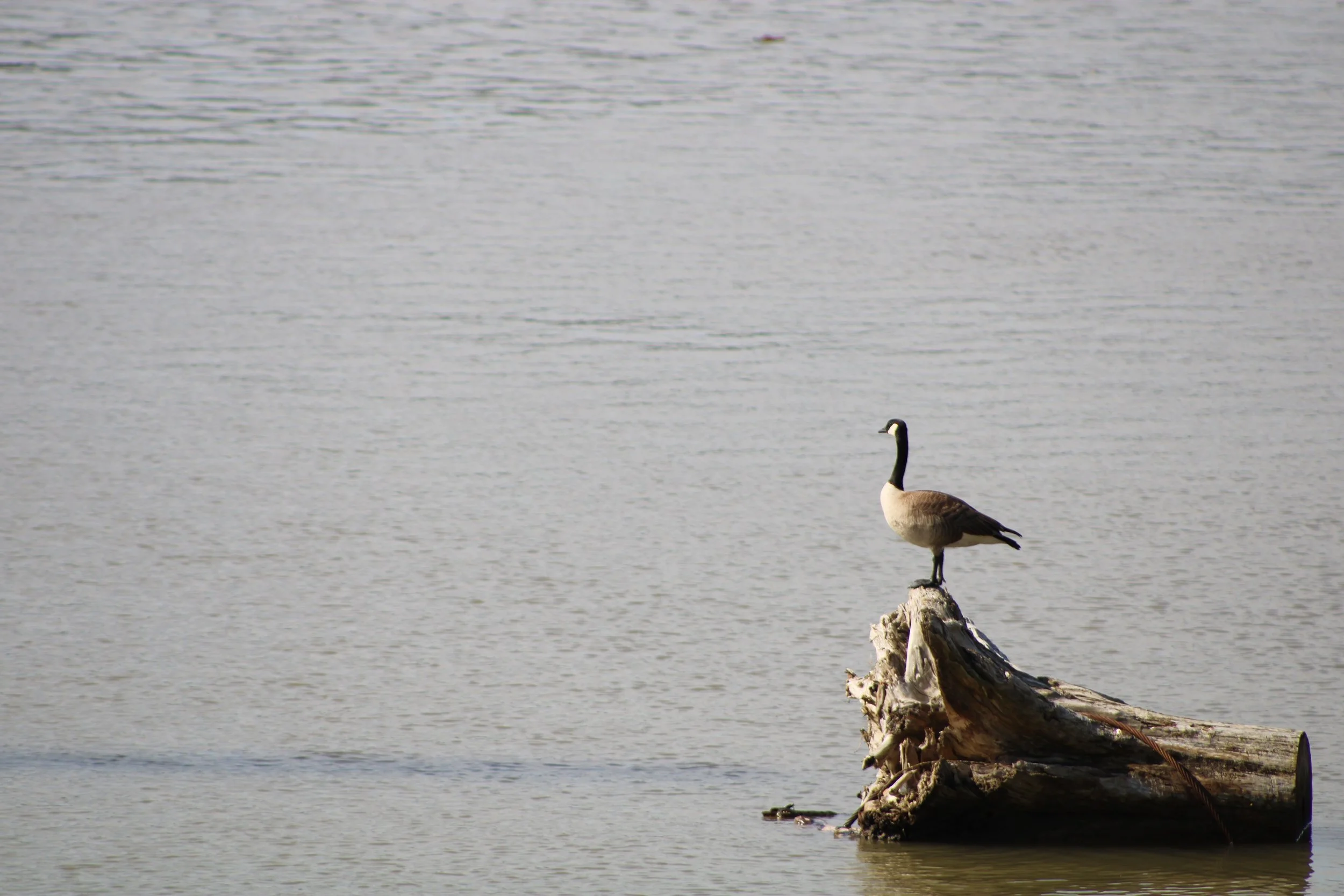 Canada goose on a log