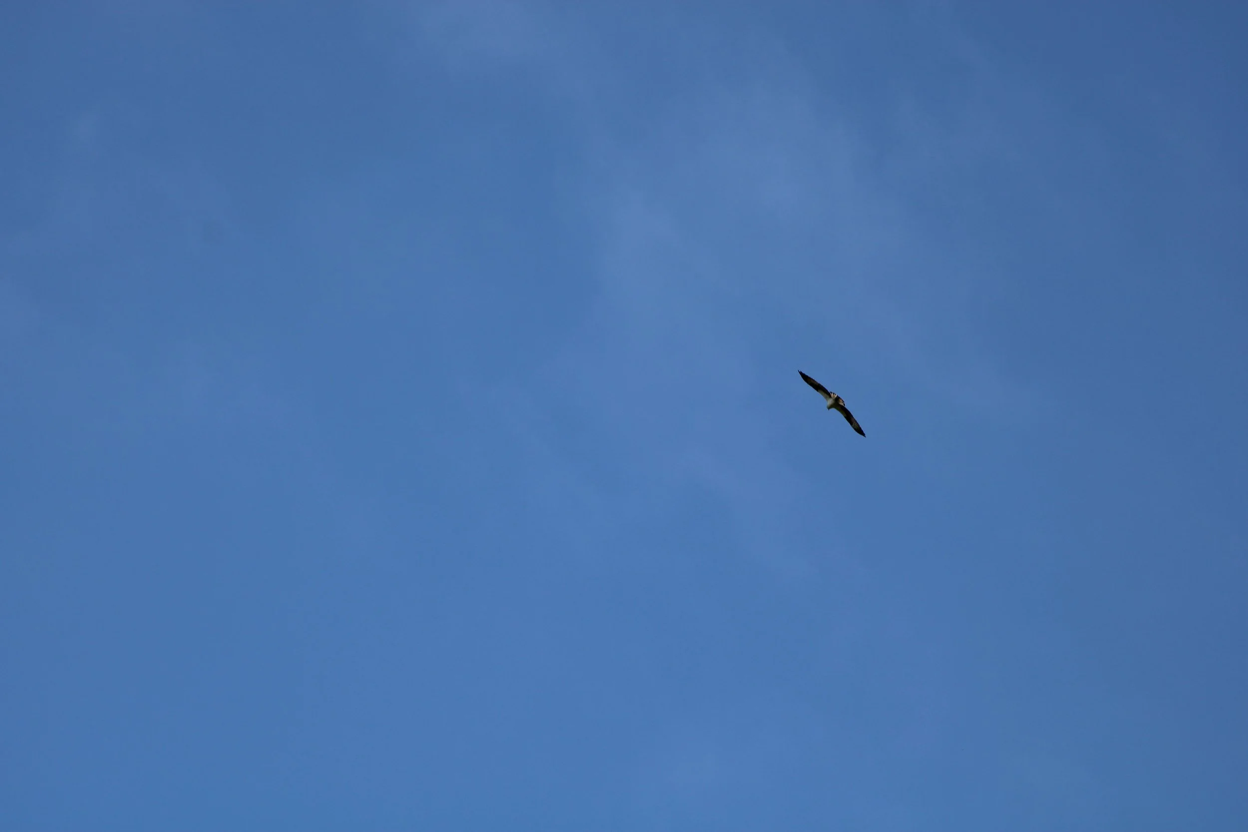 Flying Osprey