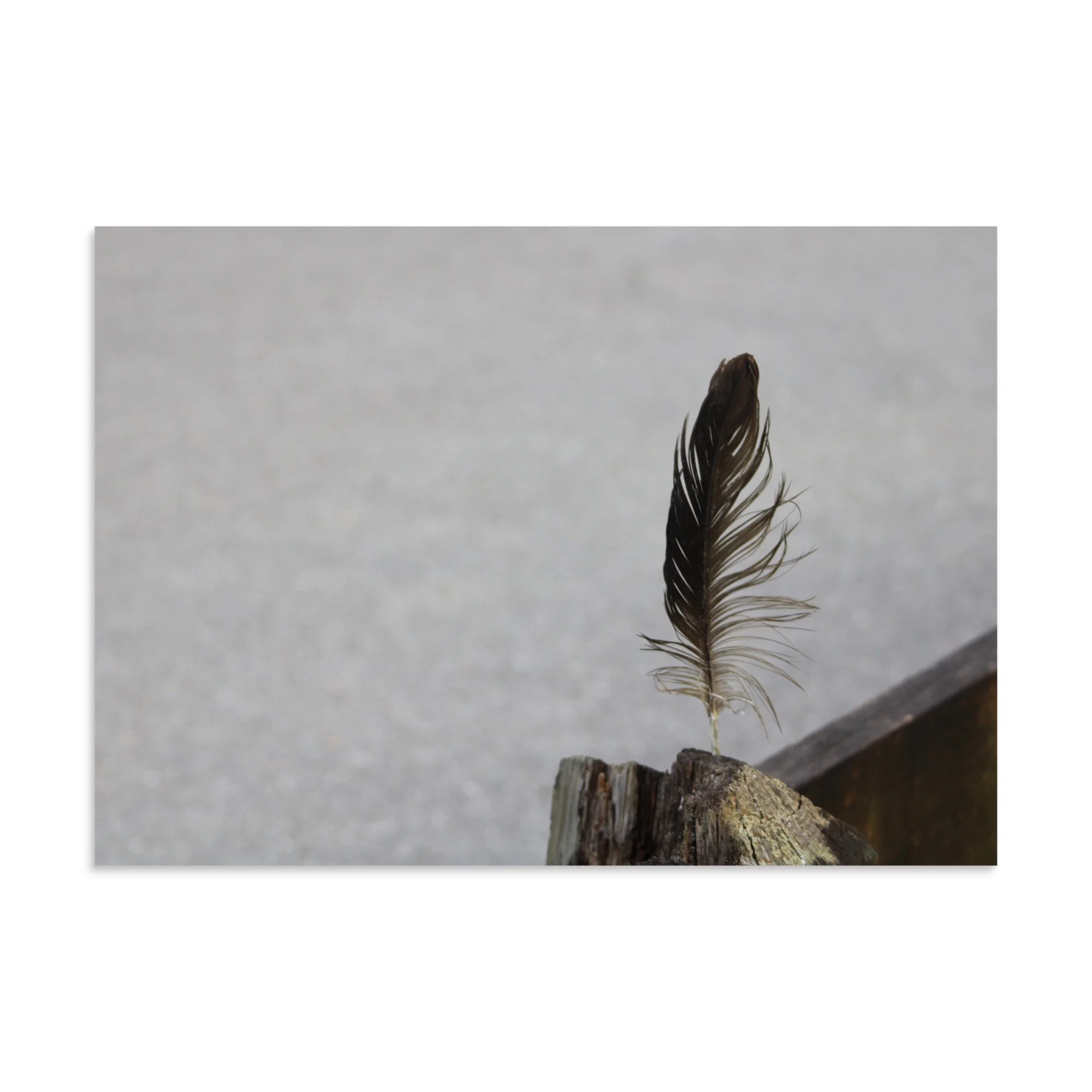 premium-luster-photo-paper-poster-(in)-11.69x16.54-front-6a13cdf8b0ed9.jpg