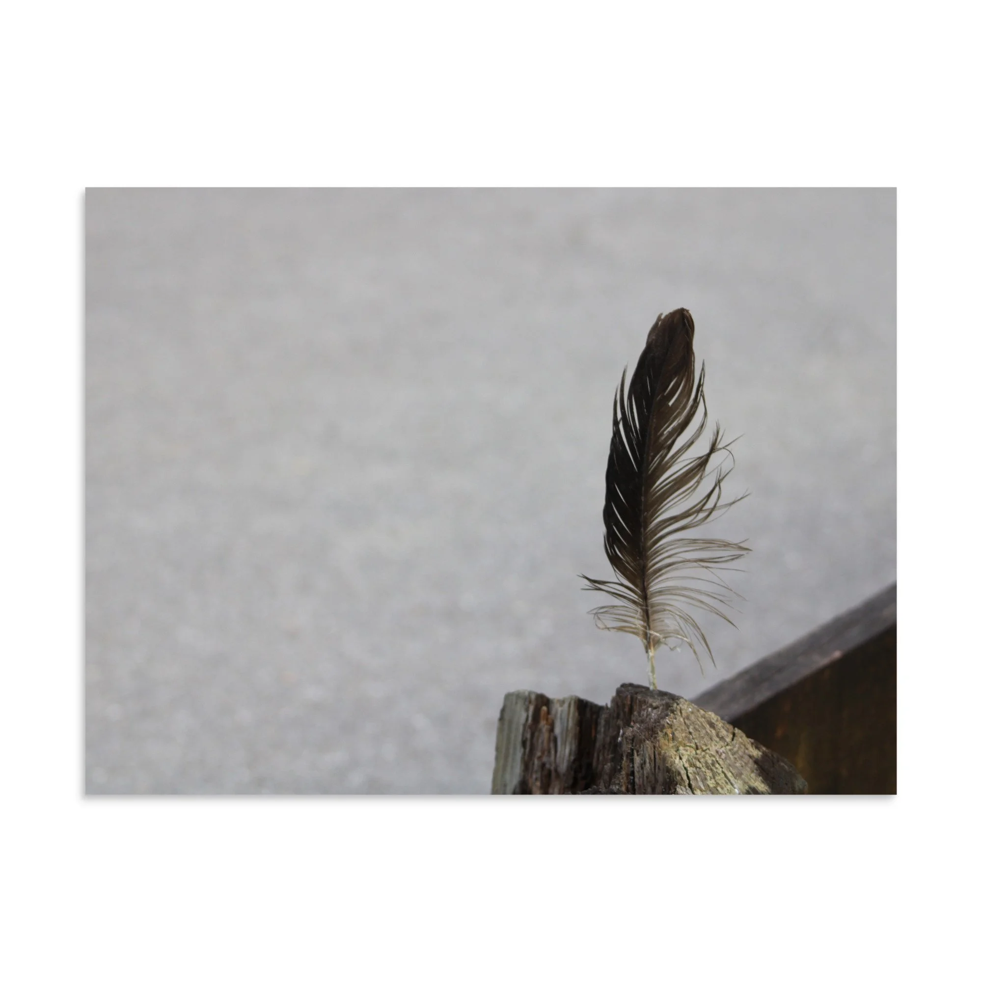 premium-luster-photo-paper-poster-(in)-6x8-front-6a13cdf8b02d9.jpg