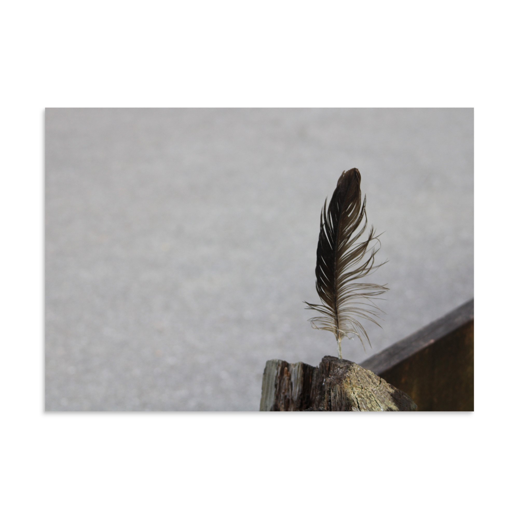 premium-luster-photo-paper-poster-(in)-8.27x11.69-front-6a13cdf8b090a.jpg