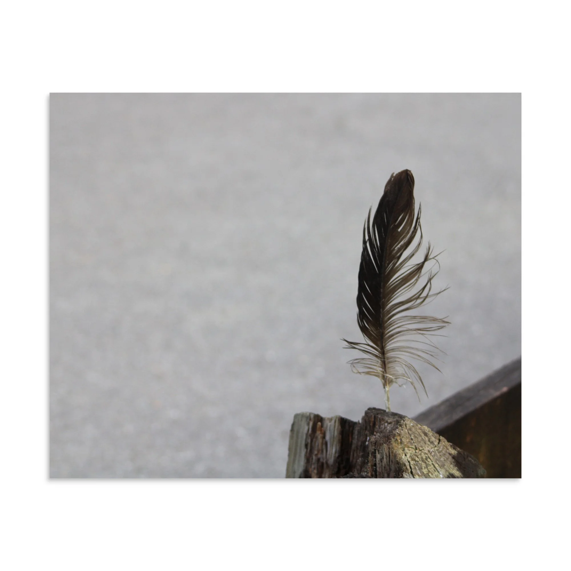 premium-luster-photo-paper-poster-(in)-9x11-front-6a13cdf8b3162.jpg