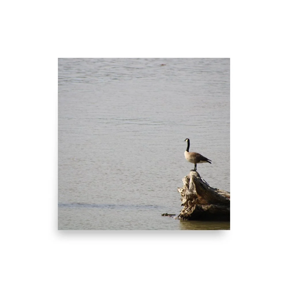premium-luster-photo-paper-poster-(in)-10x10-front-6a13d09174b8a.jpg