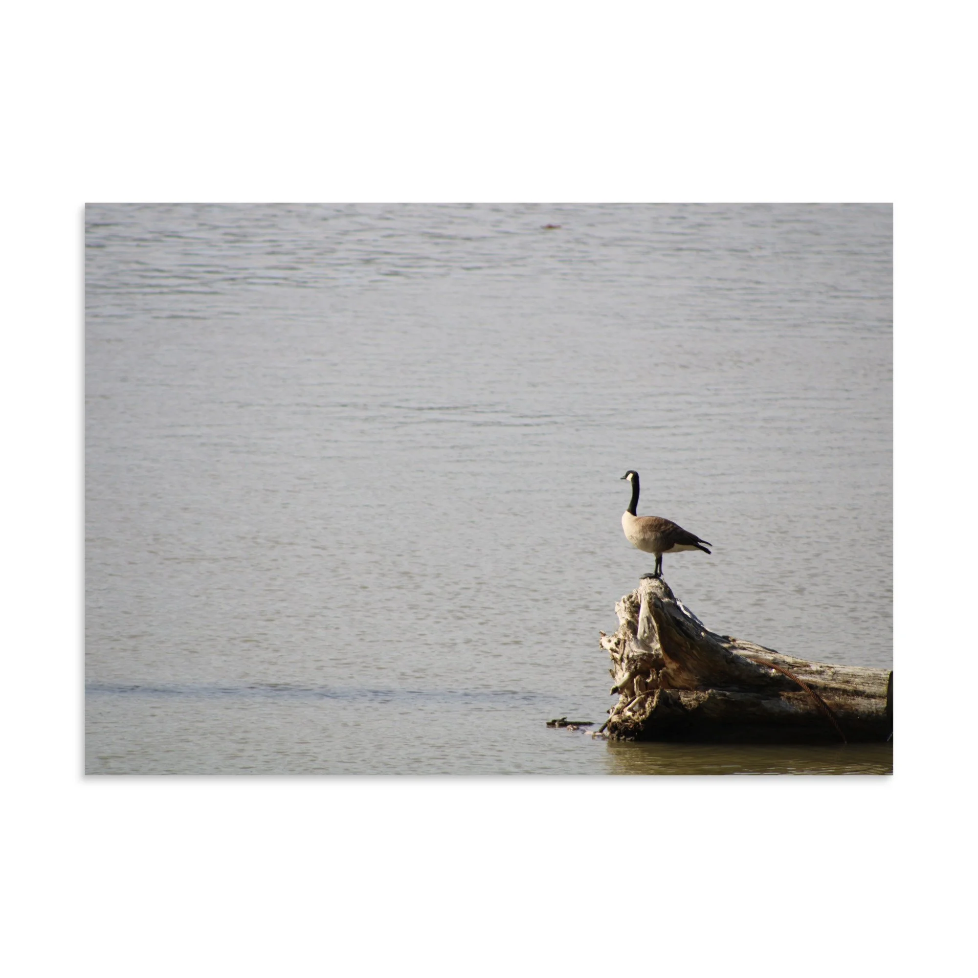 premium-luster-photo-paper-poster-(in)-11.69x16.54-front-6a13d09183c48.jpg