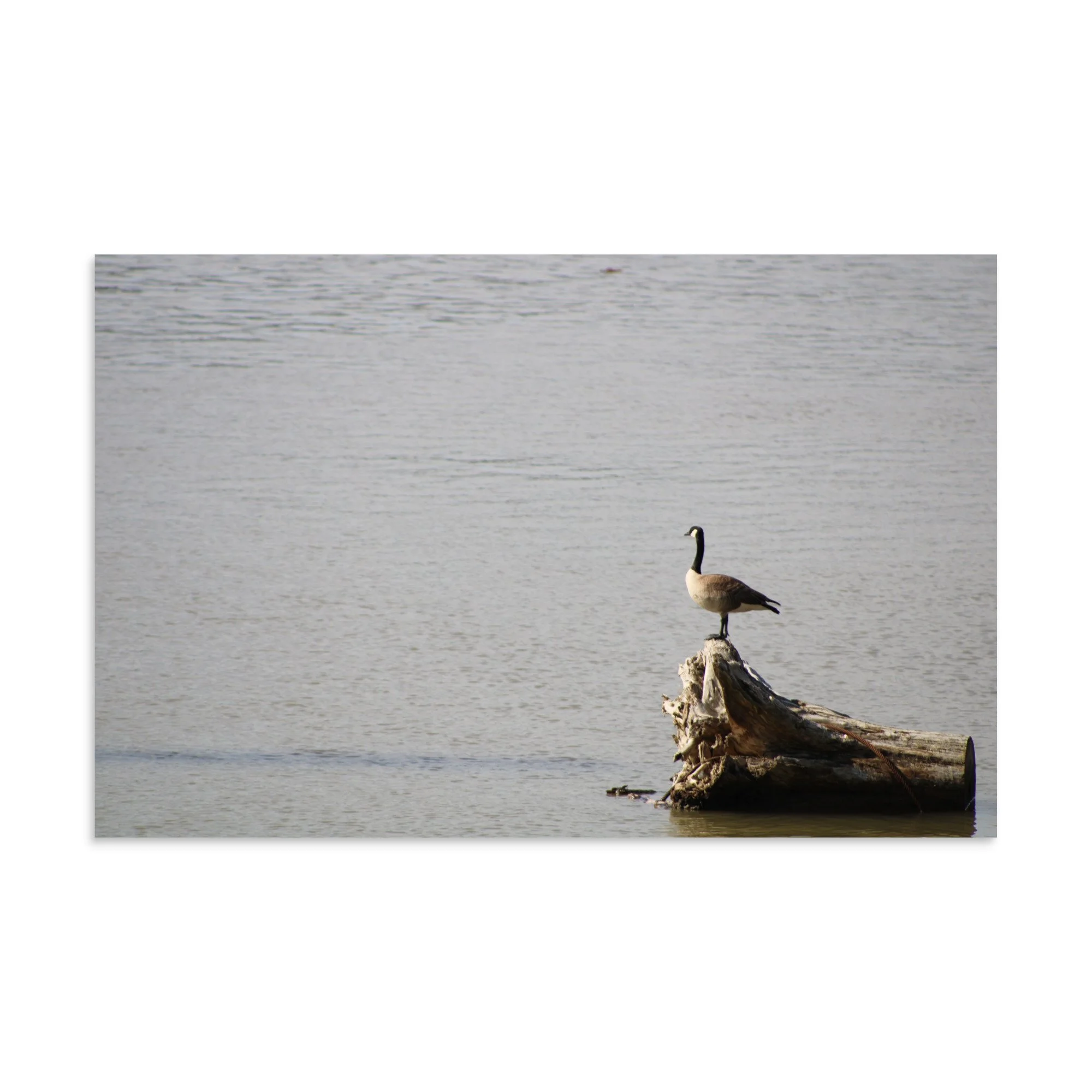premium-luster-photo-paper-poster-(in)-11x17-front-6a13d091875cb.jpg