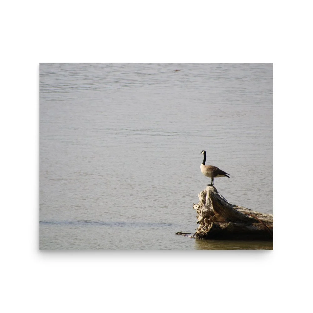 premium-luster-photo-paper-poster-(in)-16x20-front-6a13d0917a237.jpg