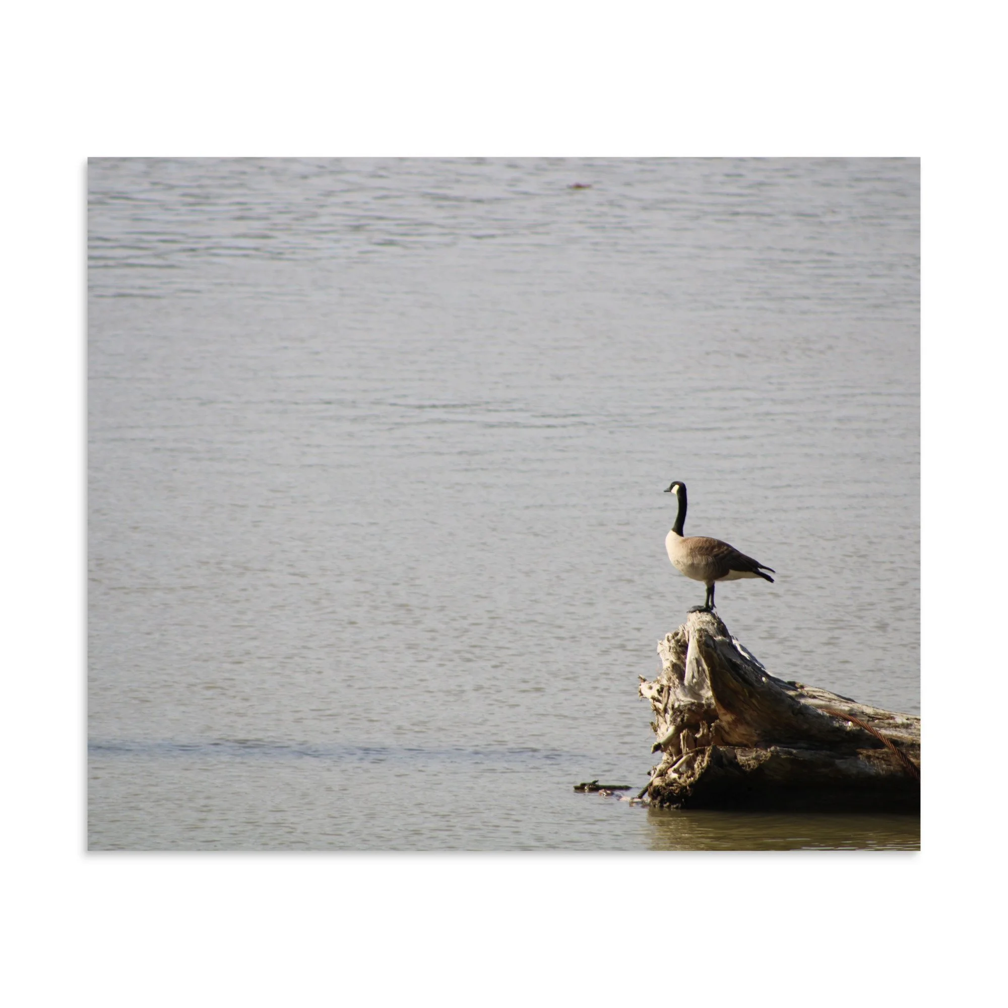 premium-luster-photo-paper-poster-(in)-20x24-front-6a13d09184af7.jpg