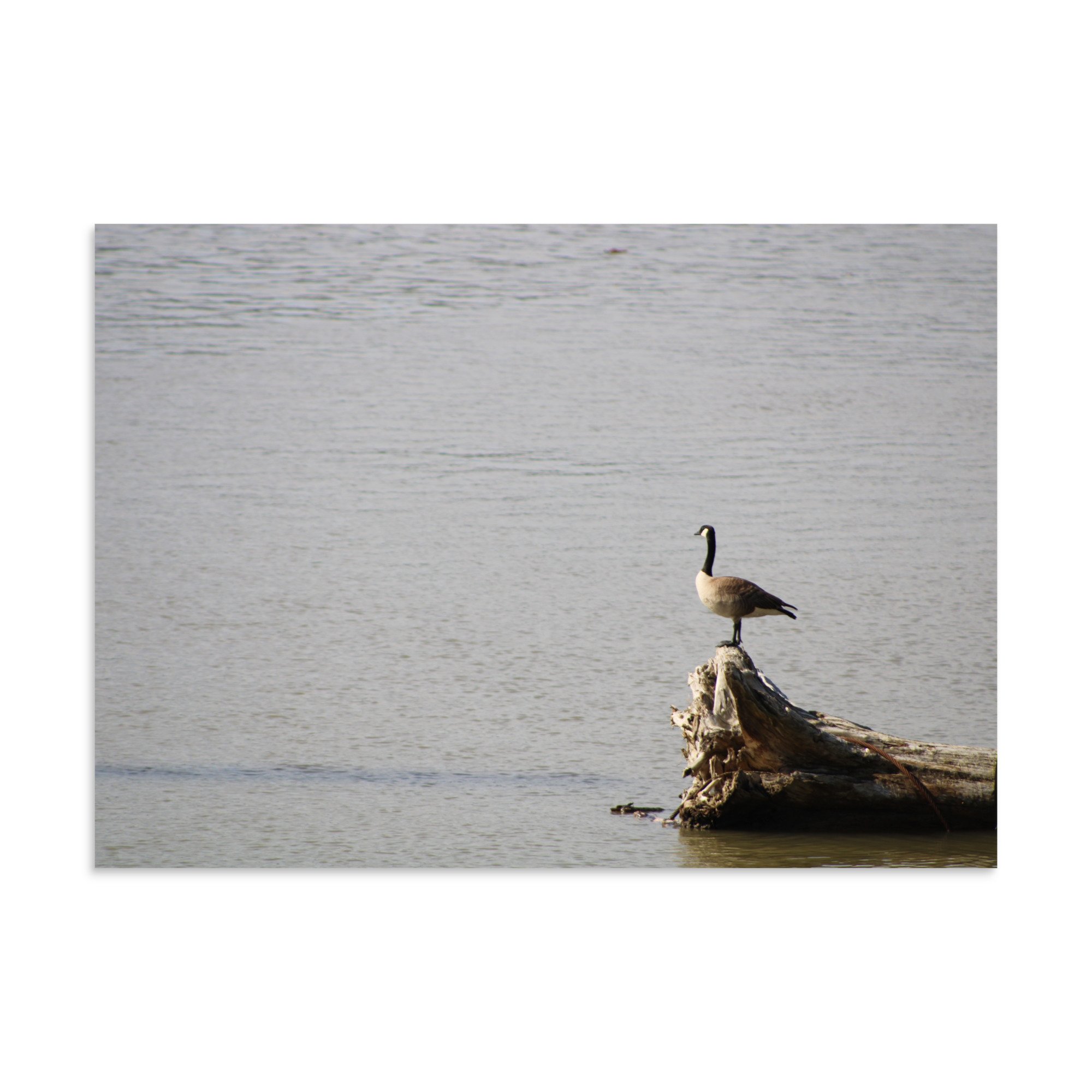 premium-luster-photo-paper-poster-(in)-20x28-front-6a13d0918590a.jpg
