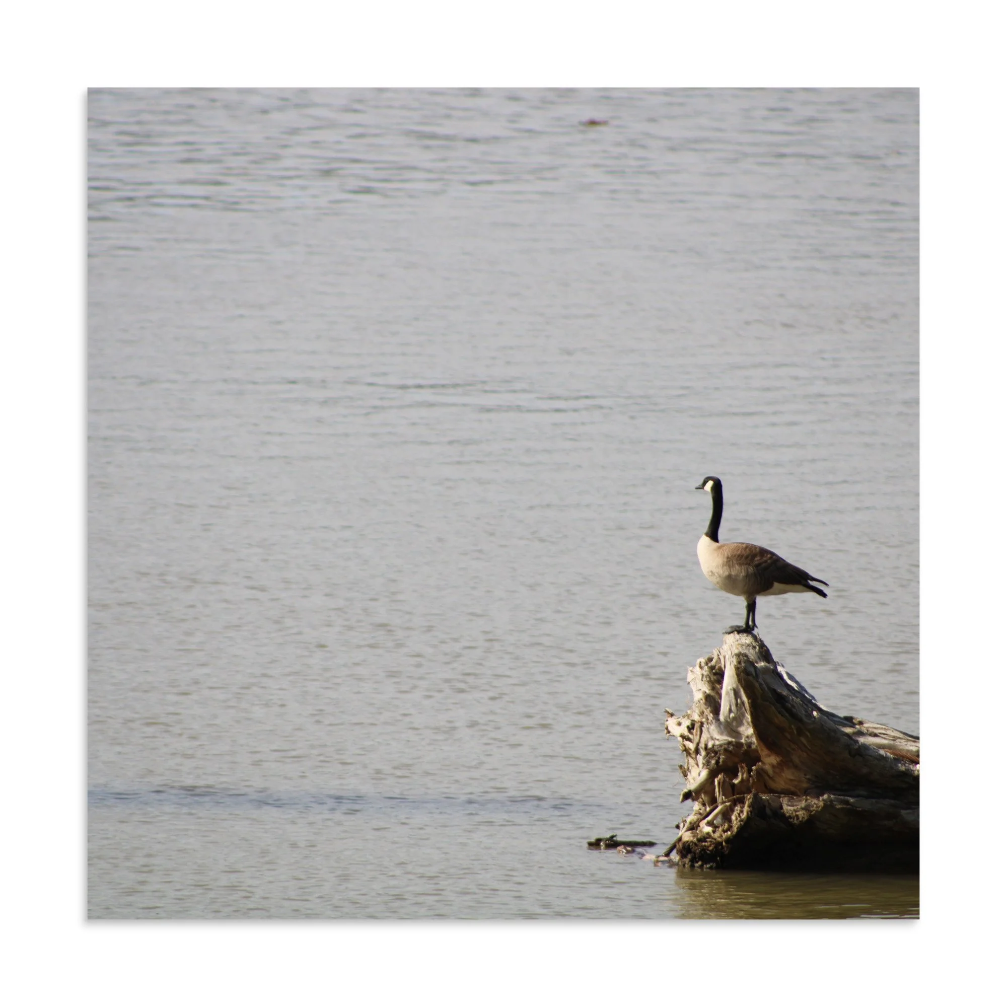premium-luster-photo-paper-poster-(in)-24x24-front-6a13d0918d22f.jpg