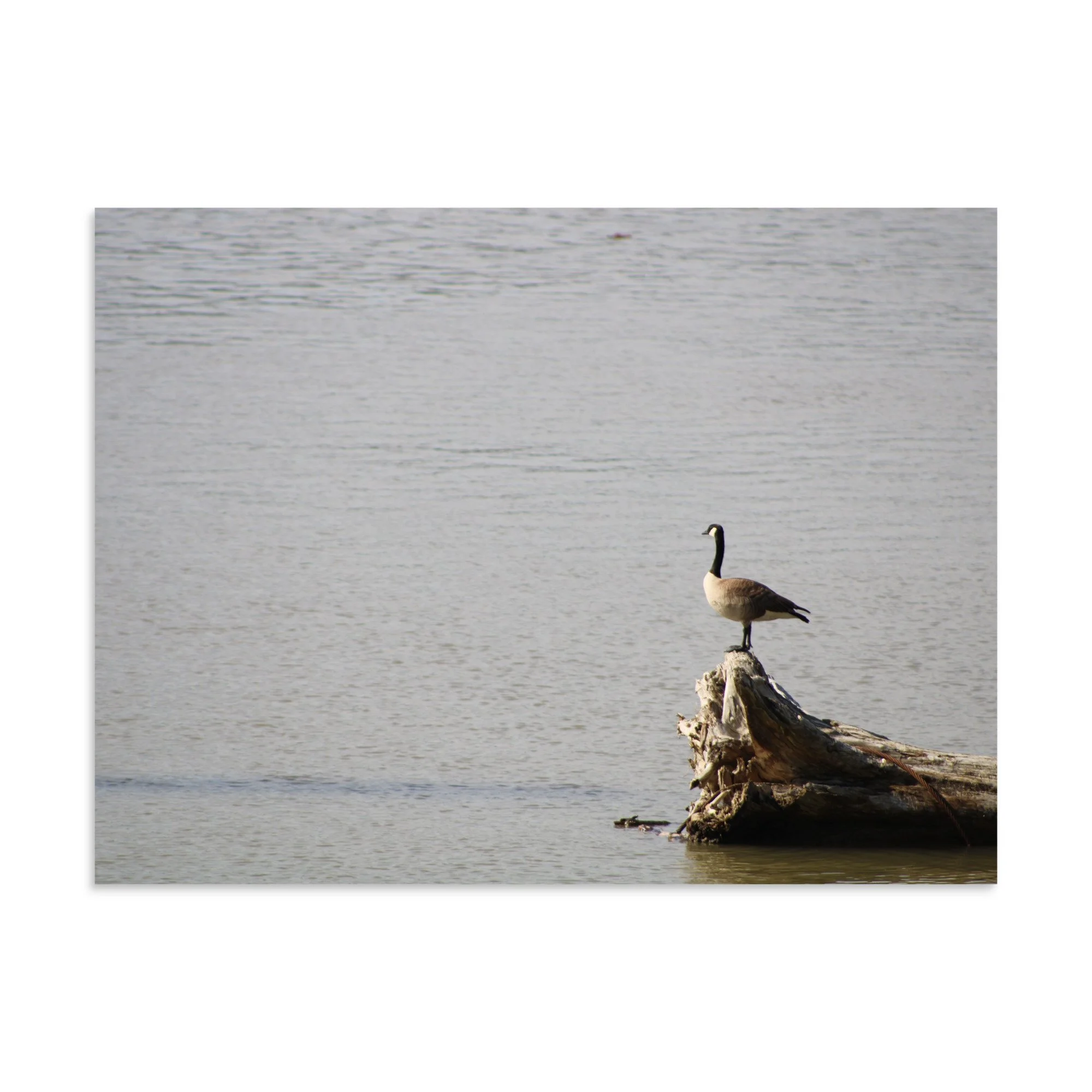premium-luster-photo-paper-poster-(in)-24x32-front-6a13d0918c1df.jpg