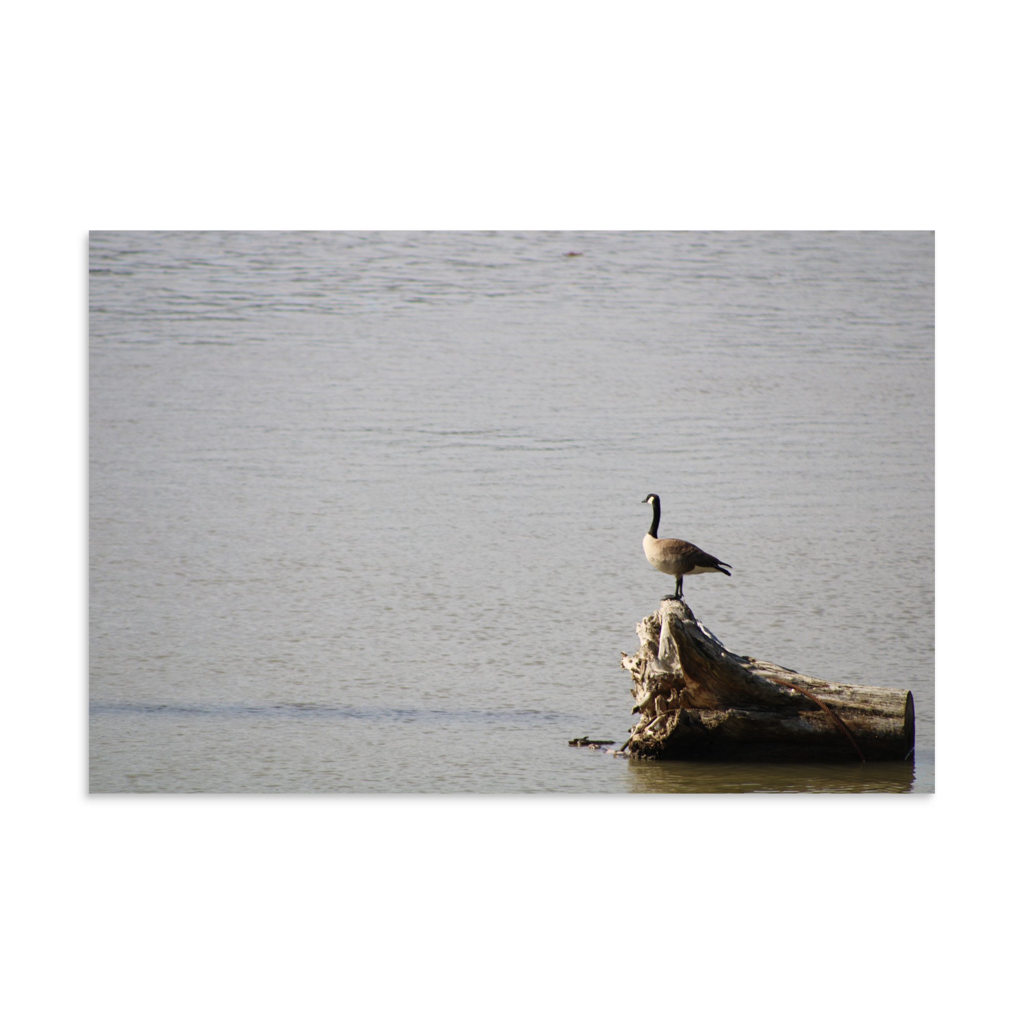 premium-luster-photo-paper-poster-(in)-8x12-front-6a13d0918b1a4.jpg