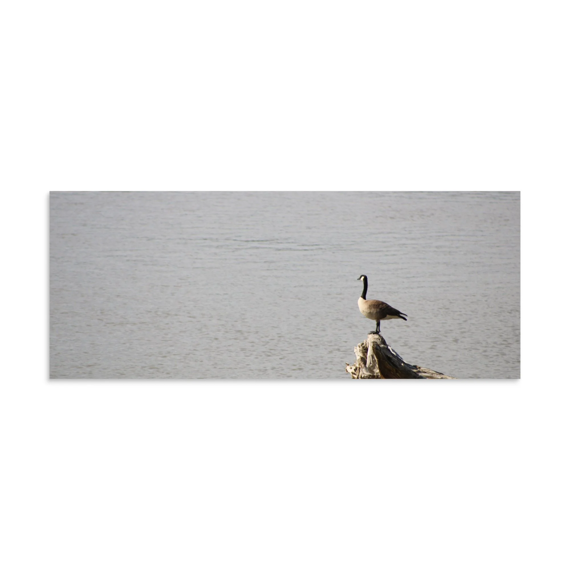 premium-luster-photo-paper-poster-(in)-8x20-front-6a13d0918a1ef.jpg