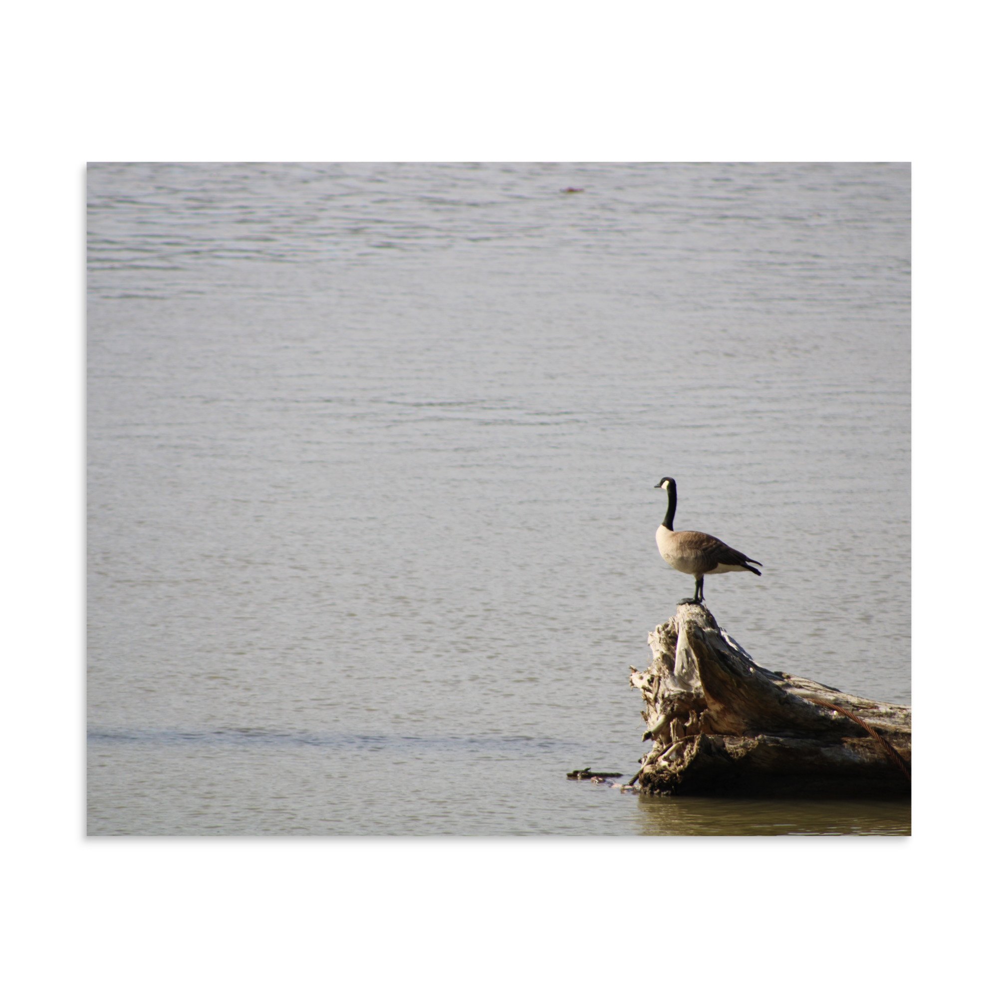 premium-luster-photo-paper-poster-(in)-9x11-front-6a13d09189227.jpg