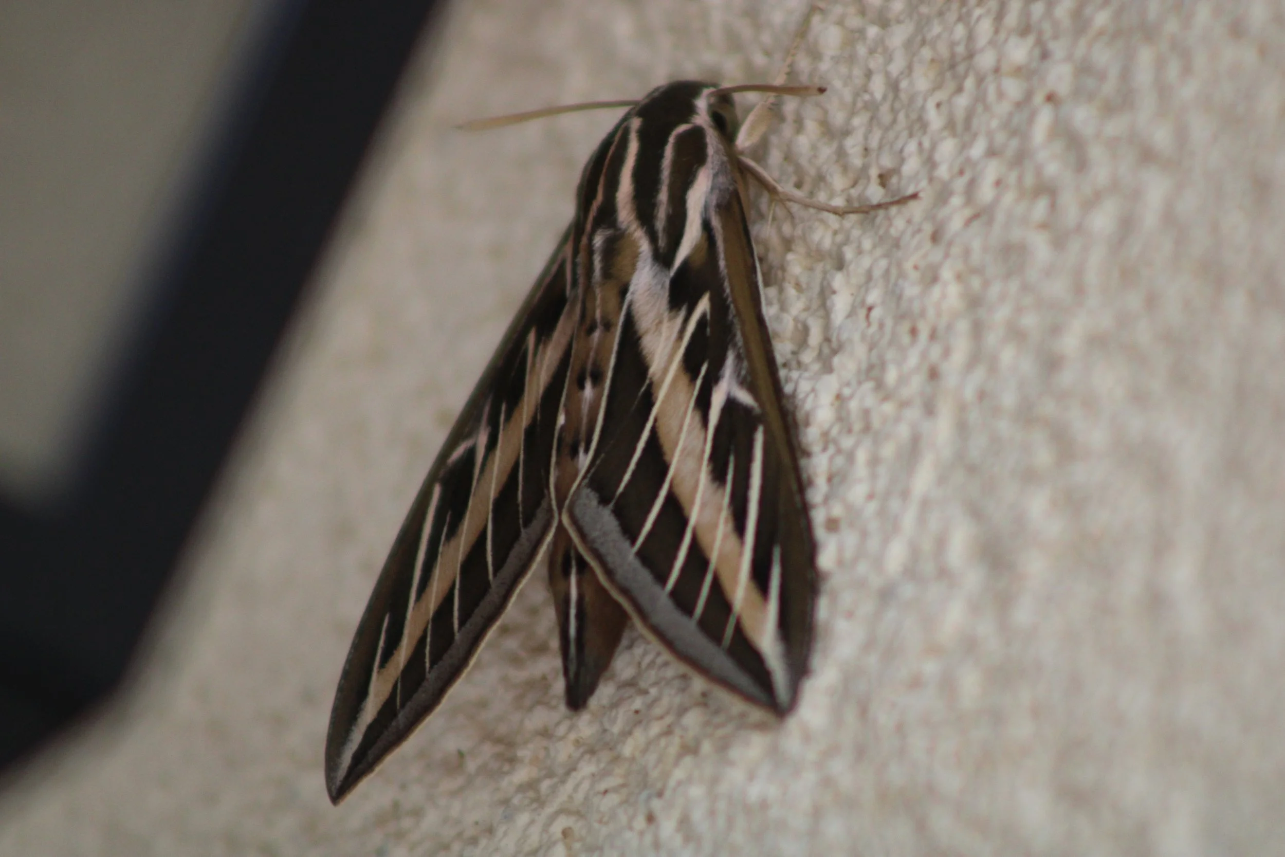 Hawk Moth