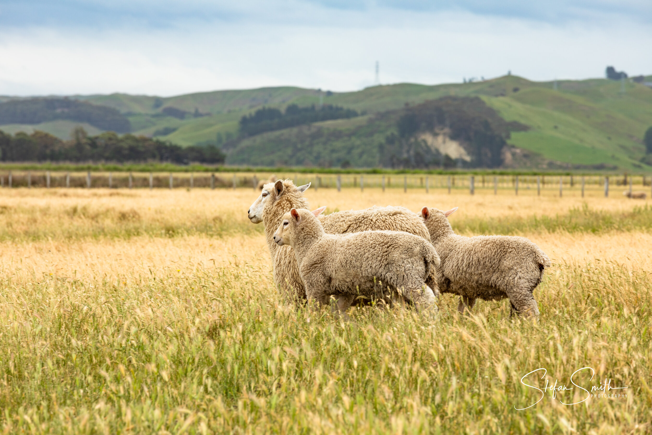 A ewe and her young Display Image.jpg