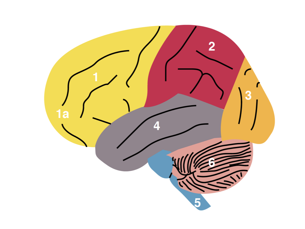 1, 2, 3, 4 = the Cerebral Cortex