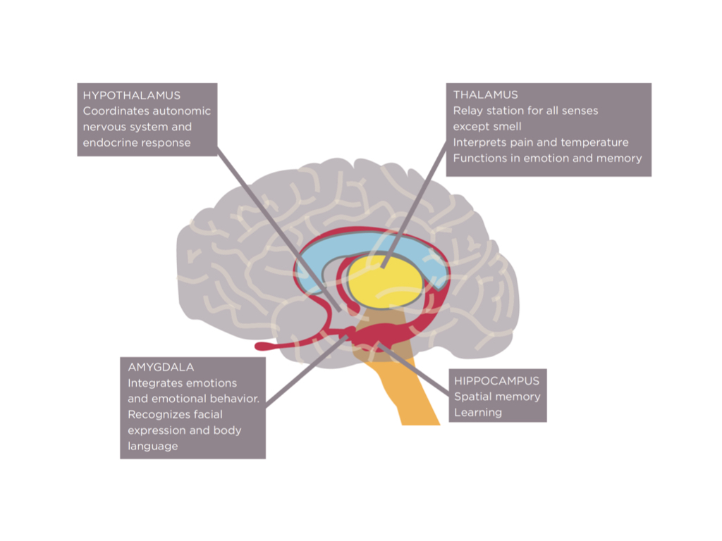 Limbic-System.jpeg