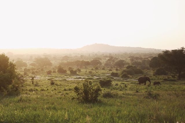 I spy 🐘 🐘 
_________________________________________
#blogger #travel #travelblogger #wheelchairtravel #accessiblevacations #accessibletravel #travelphotography #photooftheday #safari #africansafari #wanderlust #wander #takemethere #travelholic #tr