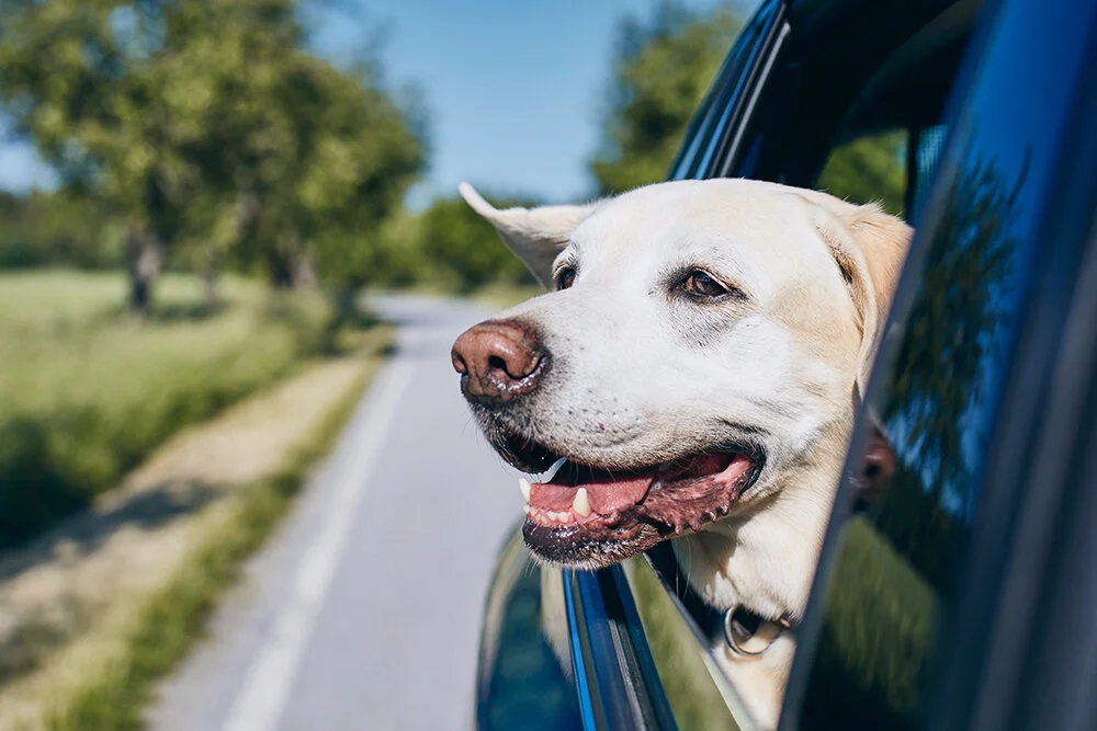 dog-enjoying-from-traveling-by-car-labrador-retriever-looking-through-window-on-road_t20_kRzmK2-1000px.jpg