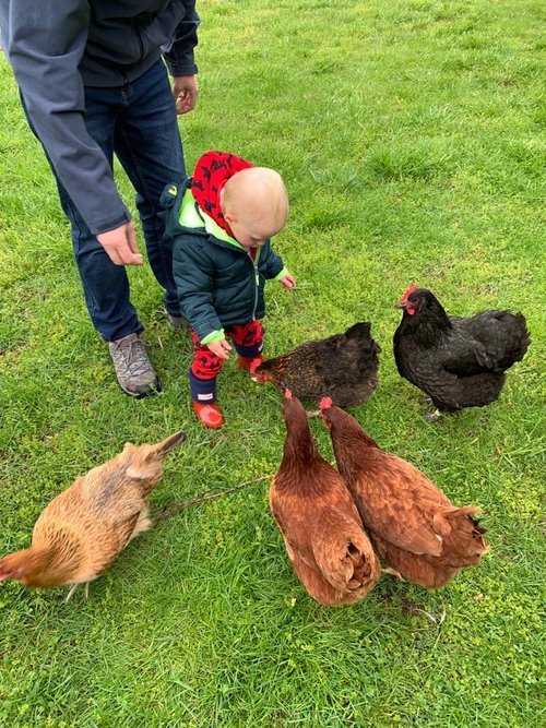 Baby+feeding+chickens.jpeg